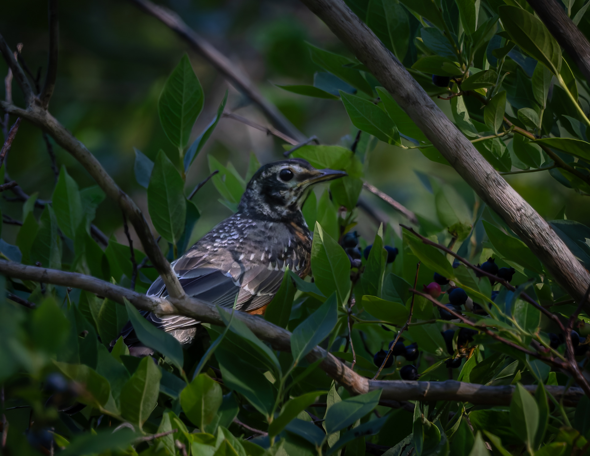 Juvenile American Robin - July 25, 2026