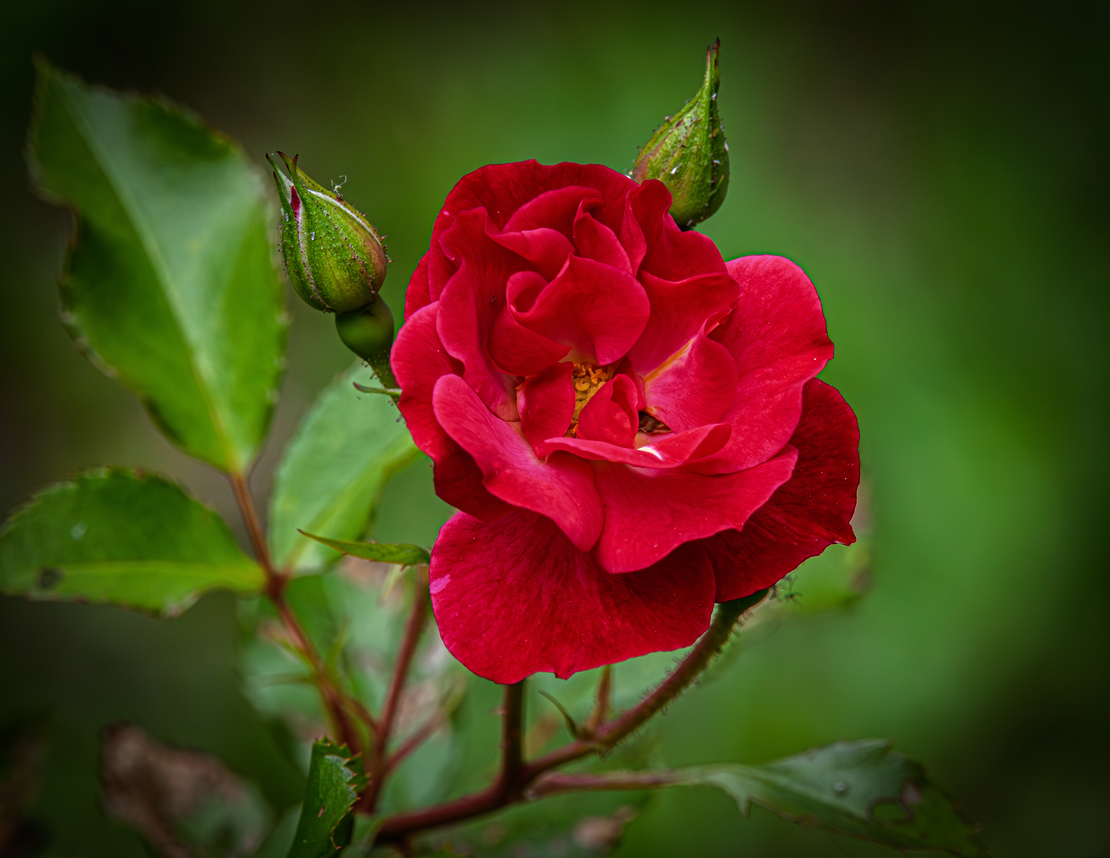 Mystic Fairy Rose - June 20, 2025