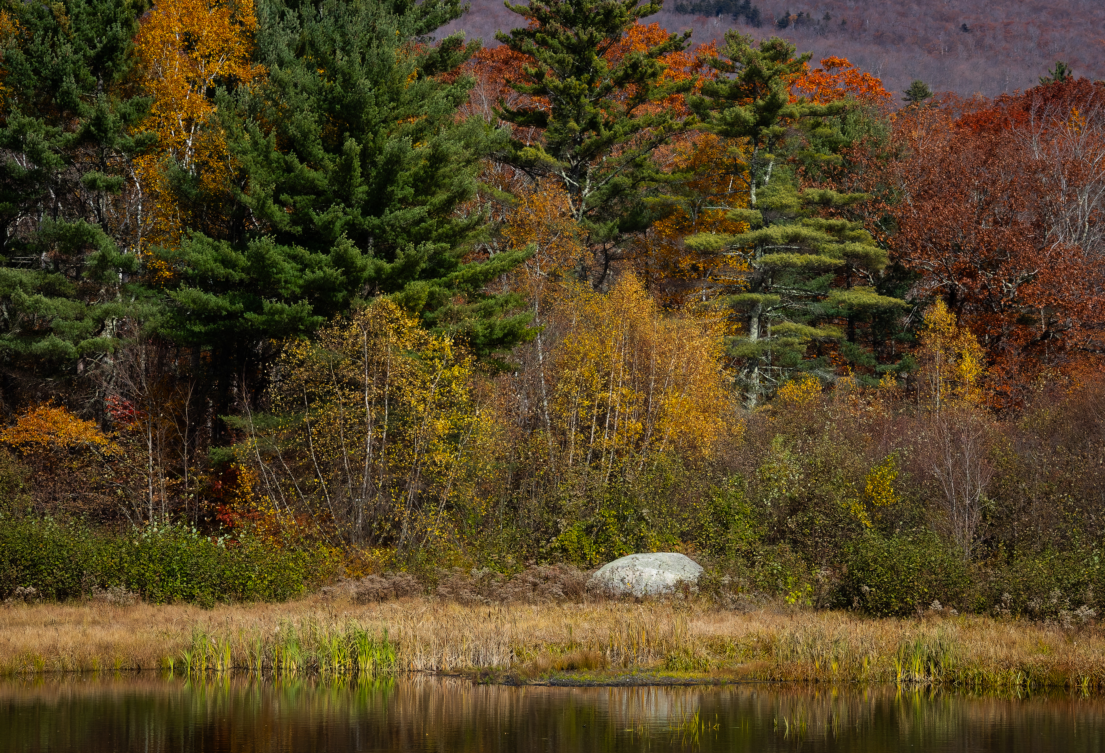 Shannon Pond