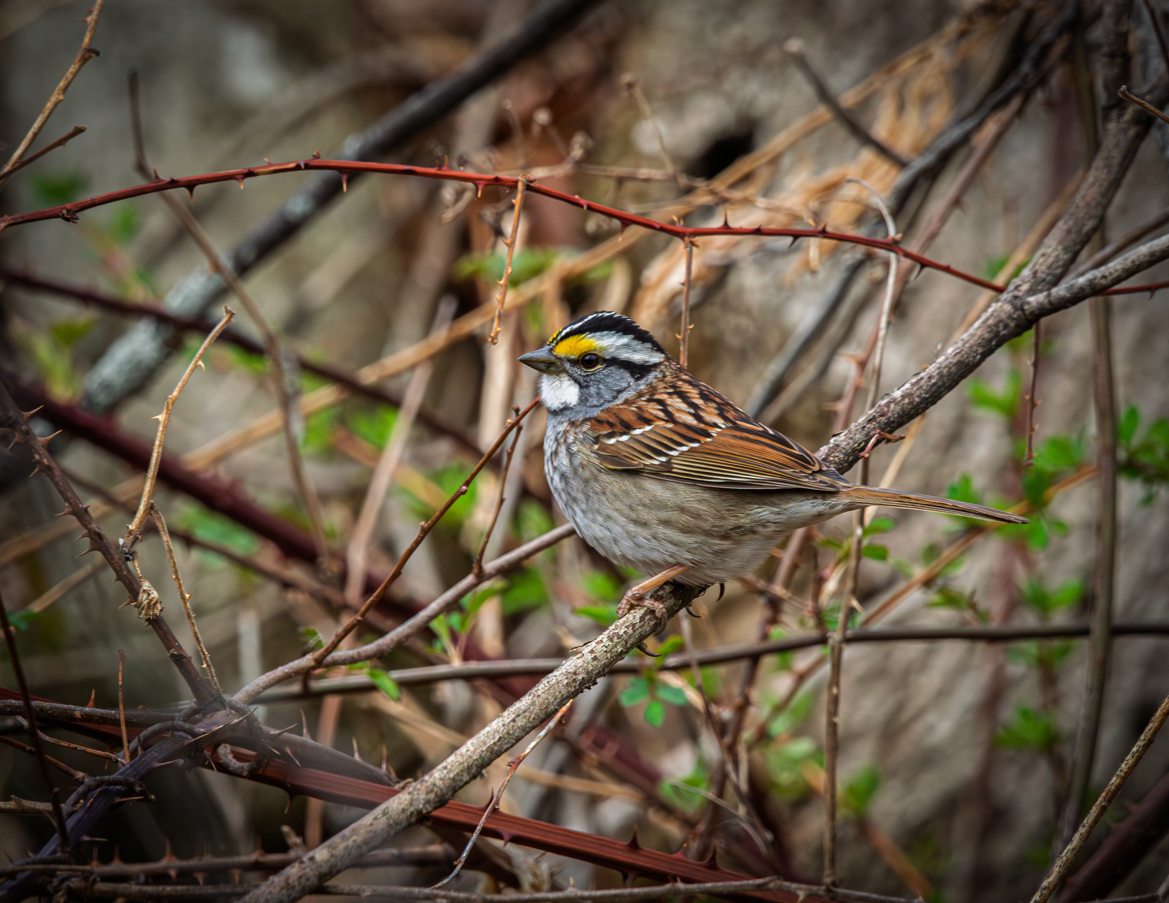 White Throated Sparrow No1