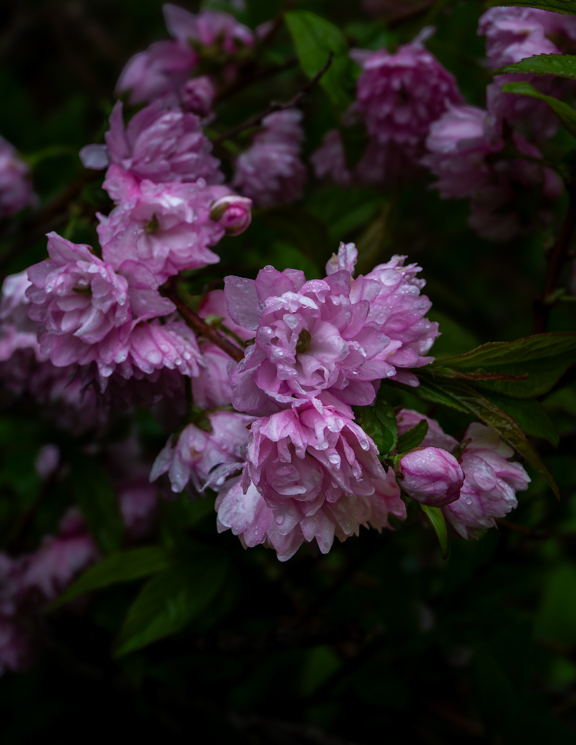 Flowering Almond After the Rain