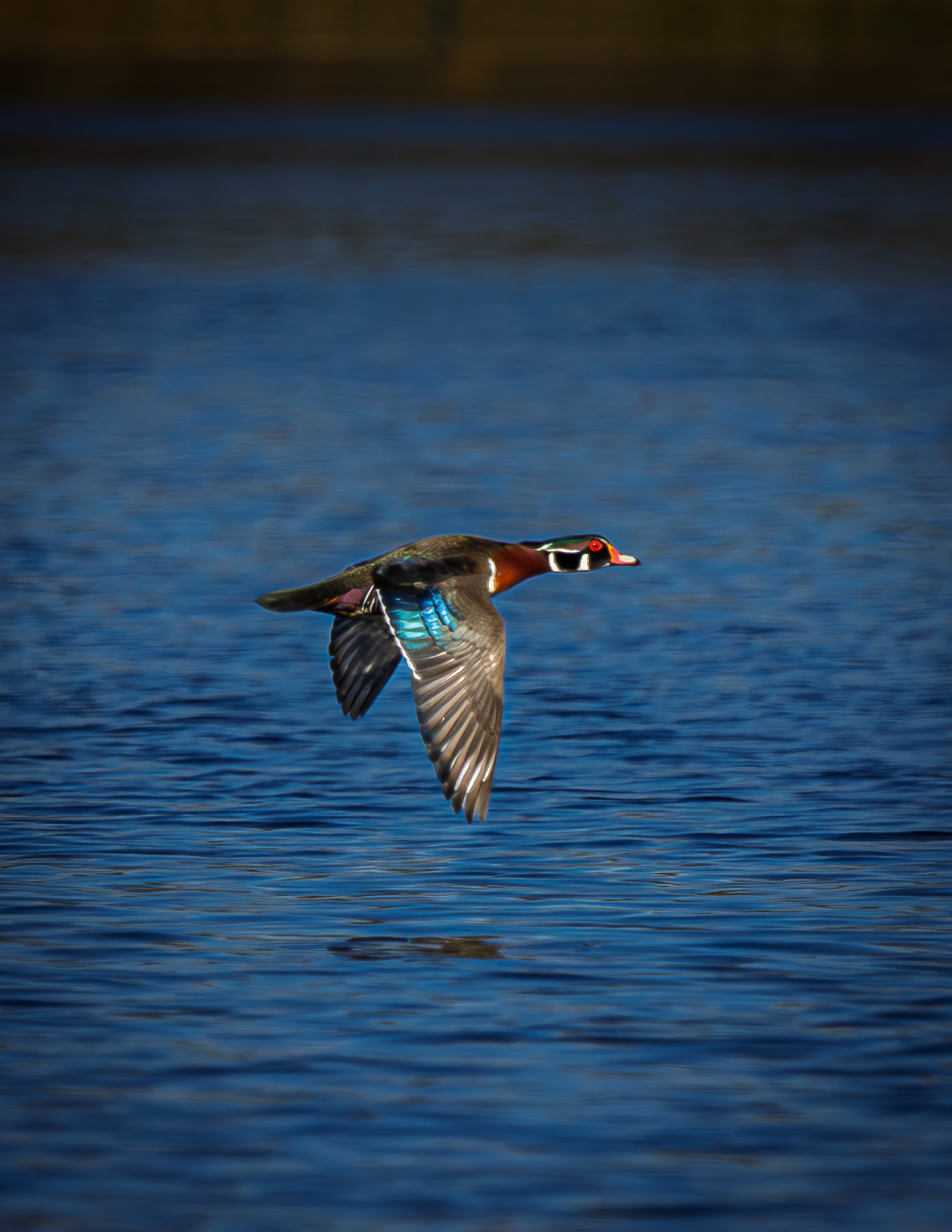Male Wood Duck No2