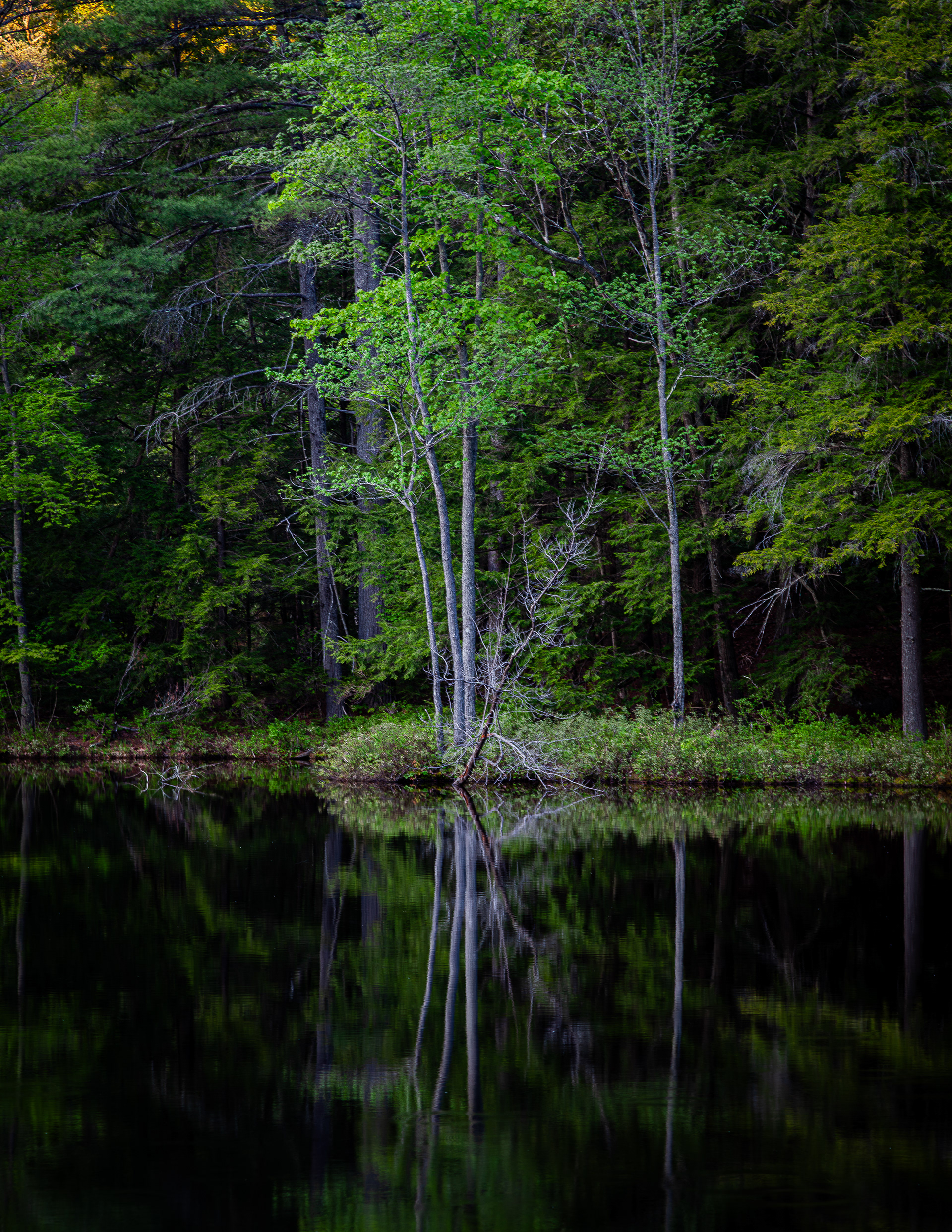 Reflection in Color