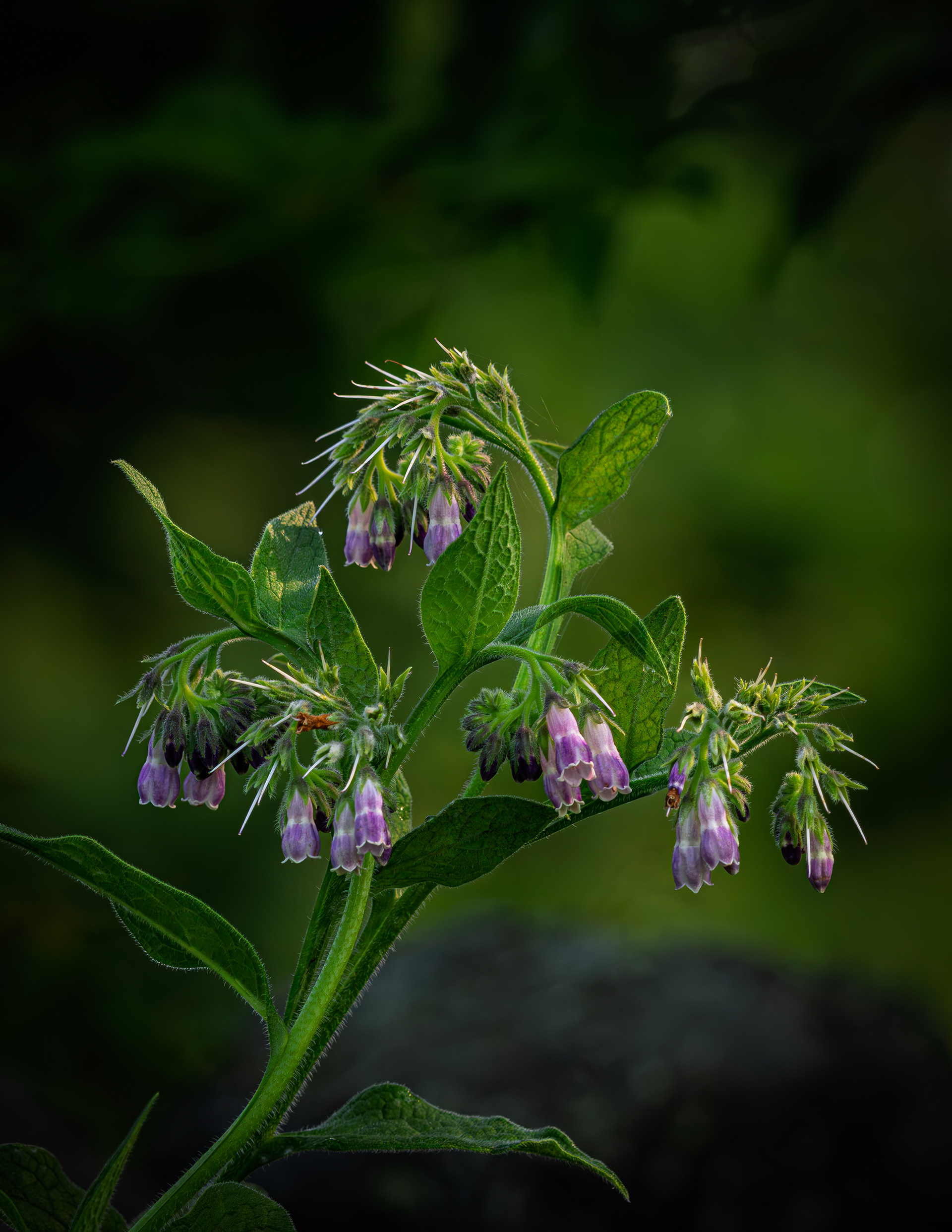 Common Comfrey - July 3, 2025