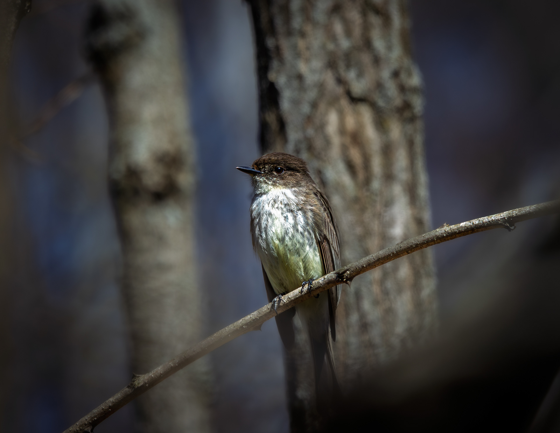 Eastern Wood Peewee at CSV