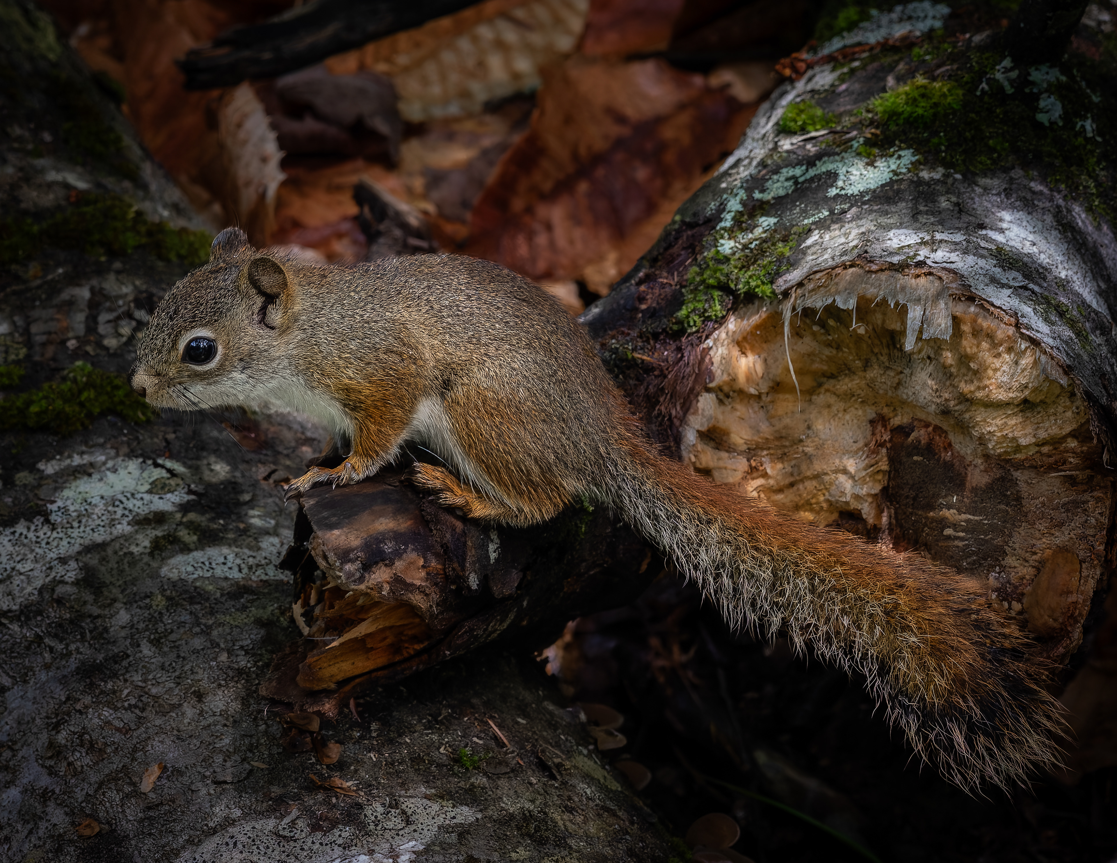 Red Squirrel No1