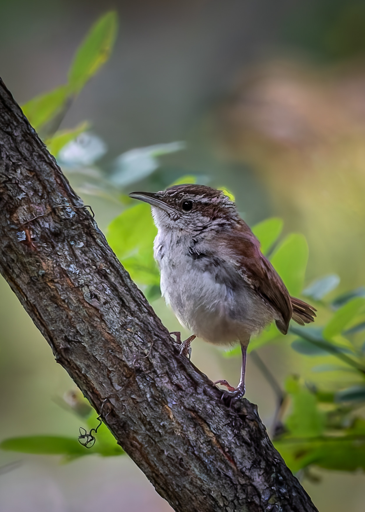 Carolina Wren - September 22, 2026