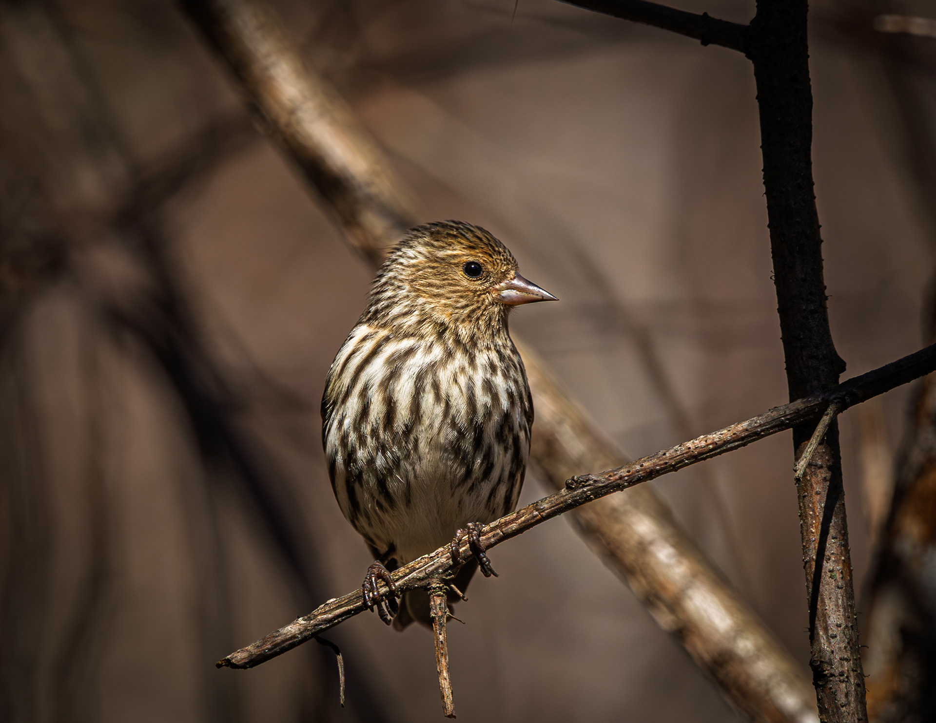 Sparrow at CSV No2