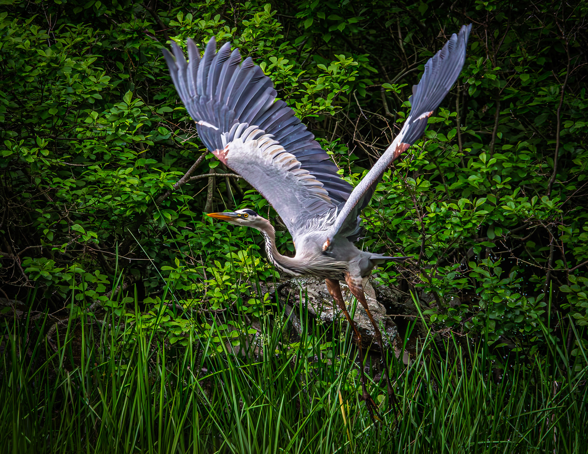 Great Blue Heron - June 7, 2026