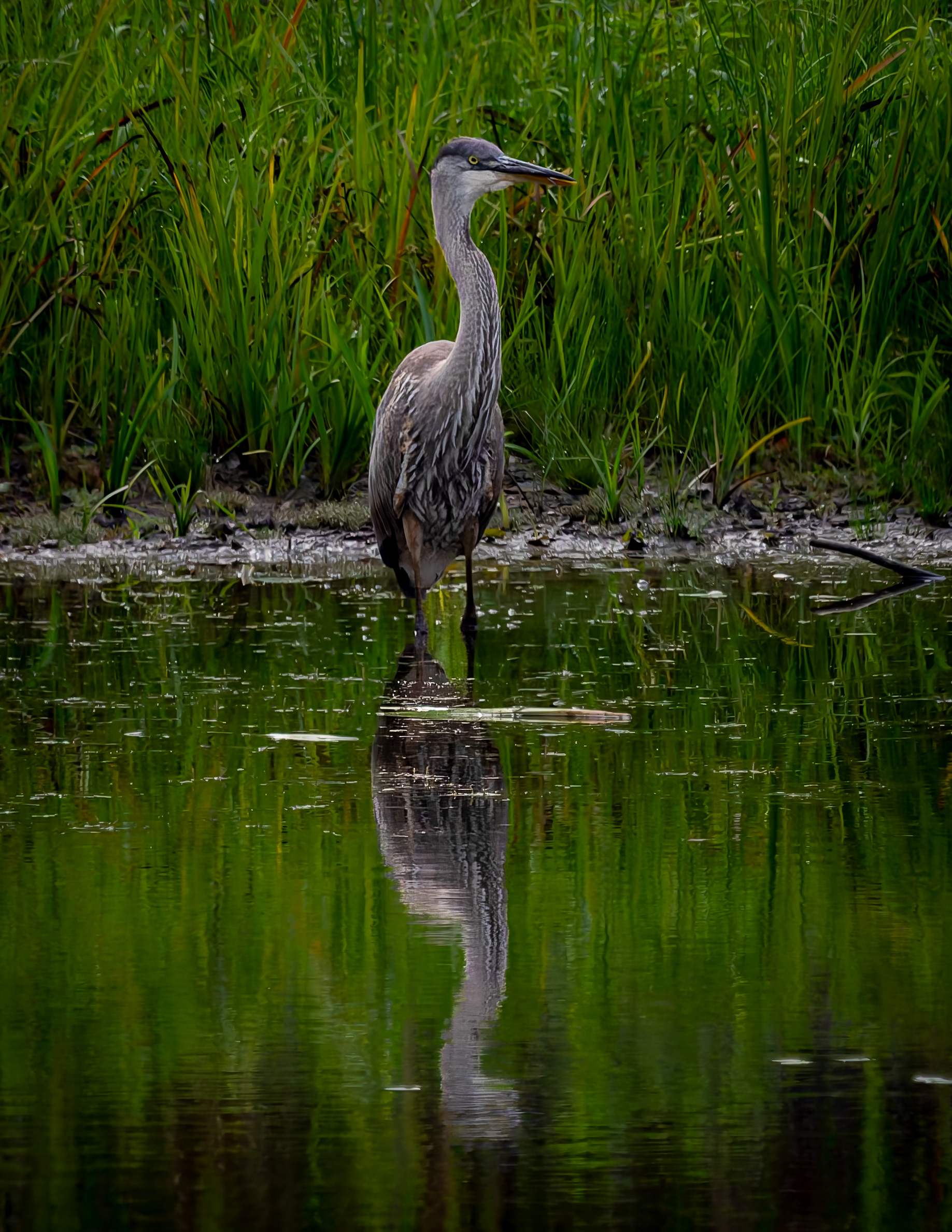 Great Blue Heron No5