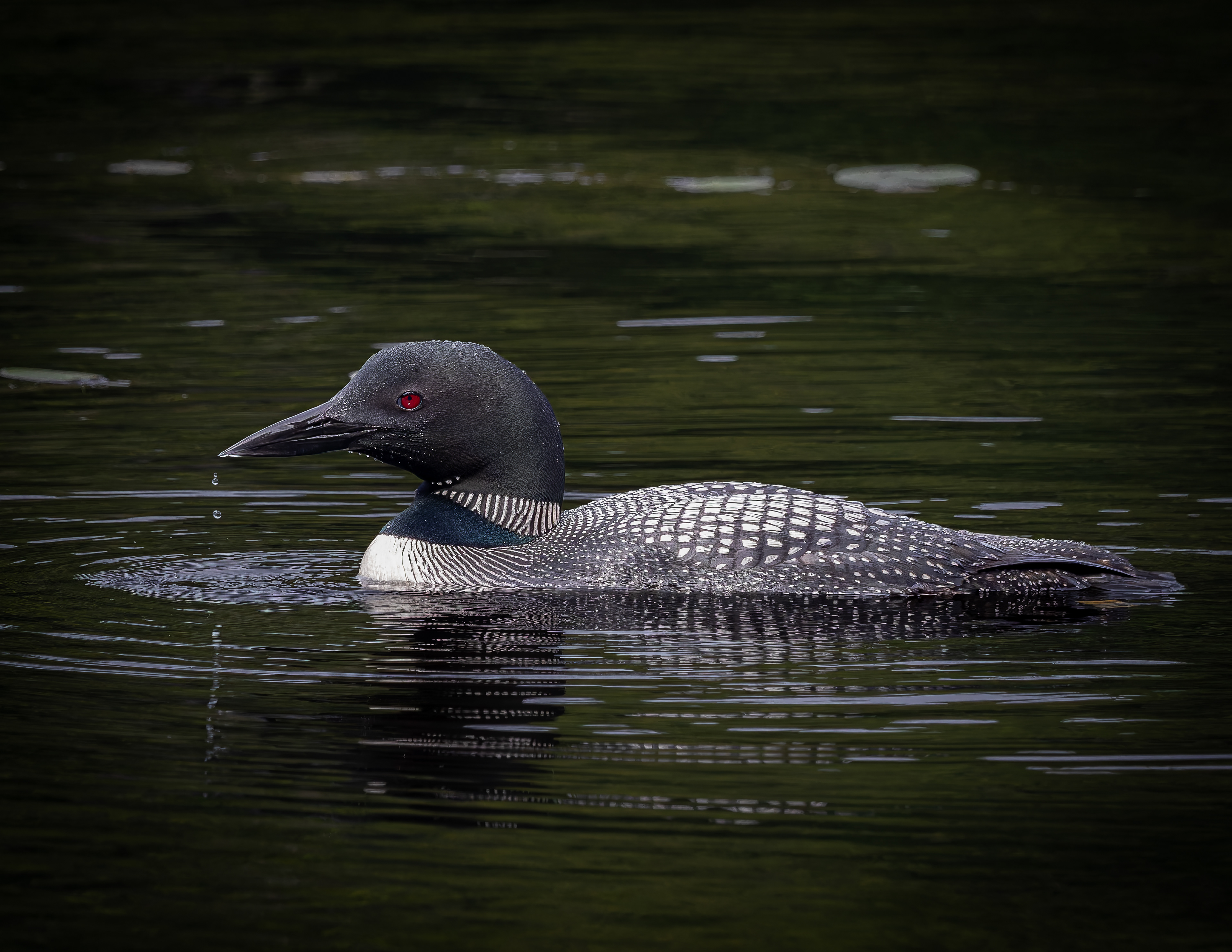 Common Loon Hen No2