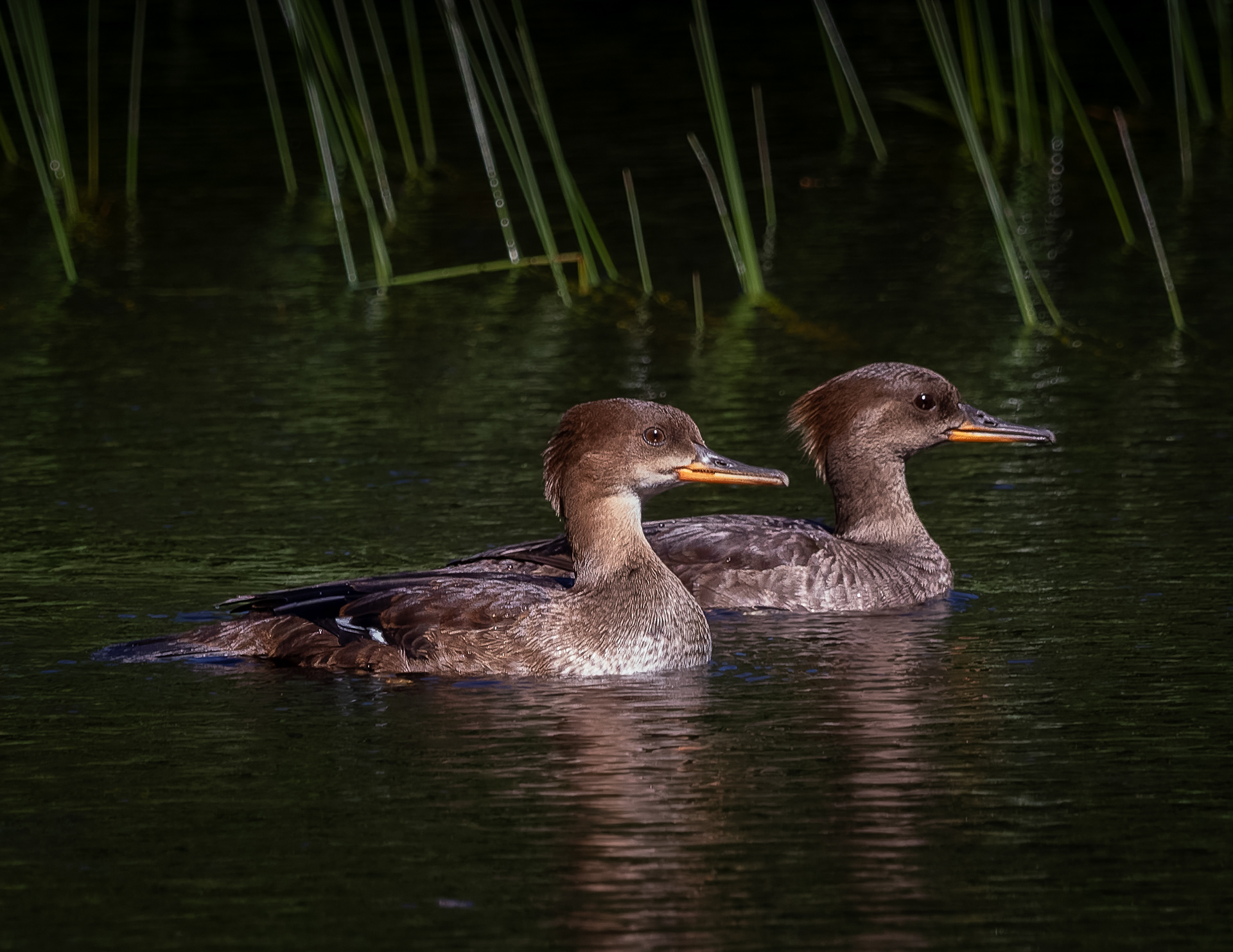 Hooded Mergansers No2