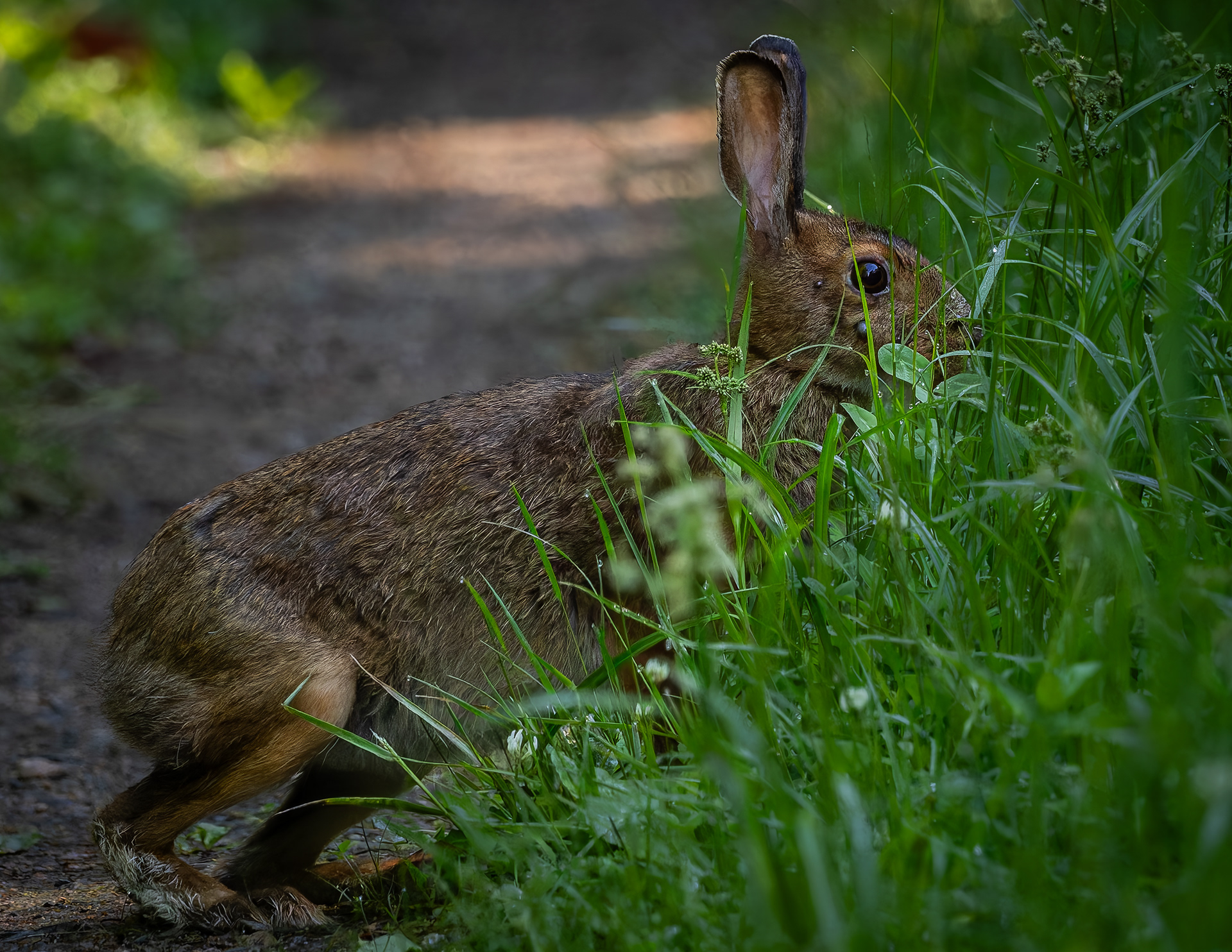 Eastern Cottontail Rabbit No1