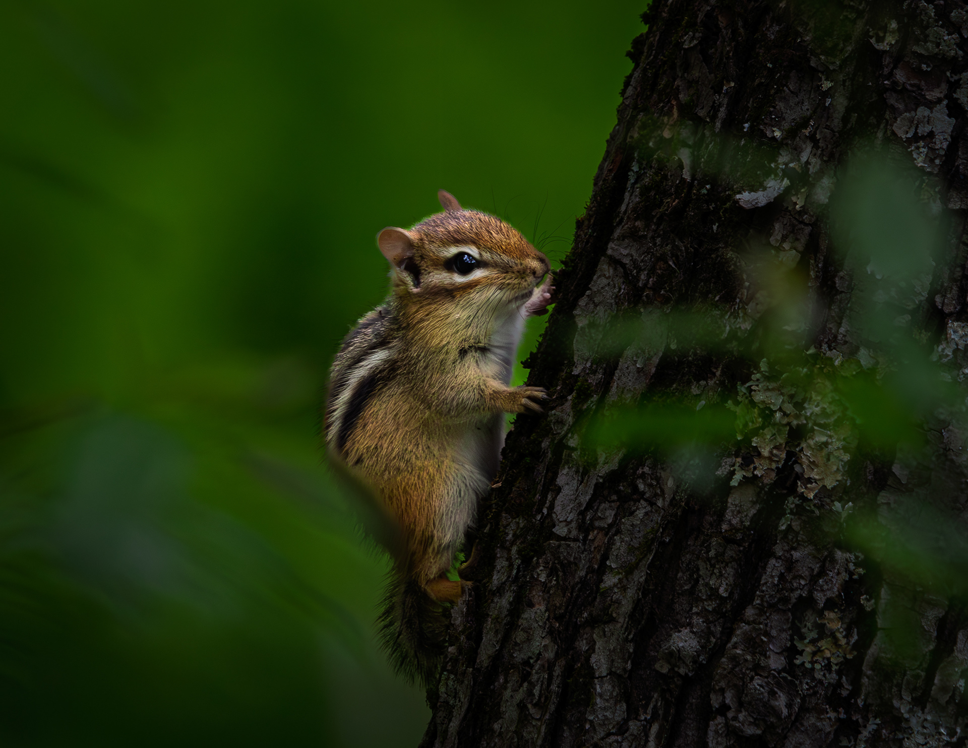 Chipmunk - June 13, 2025