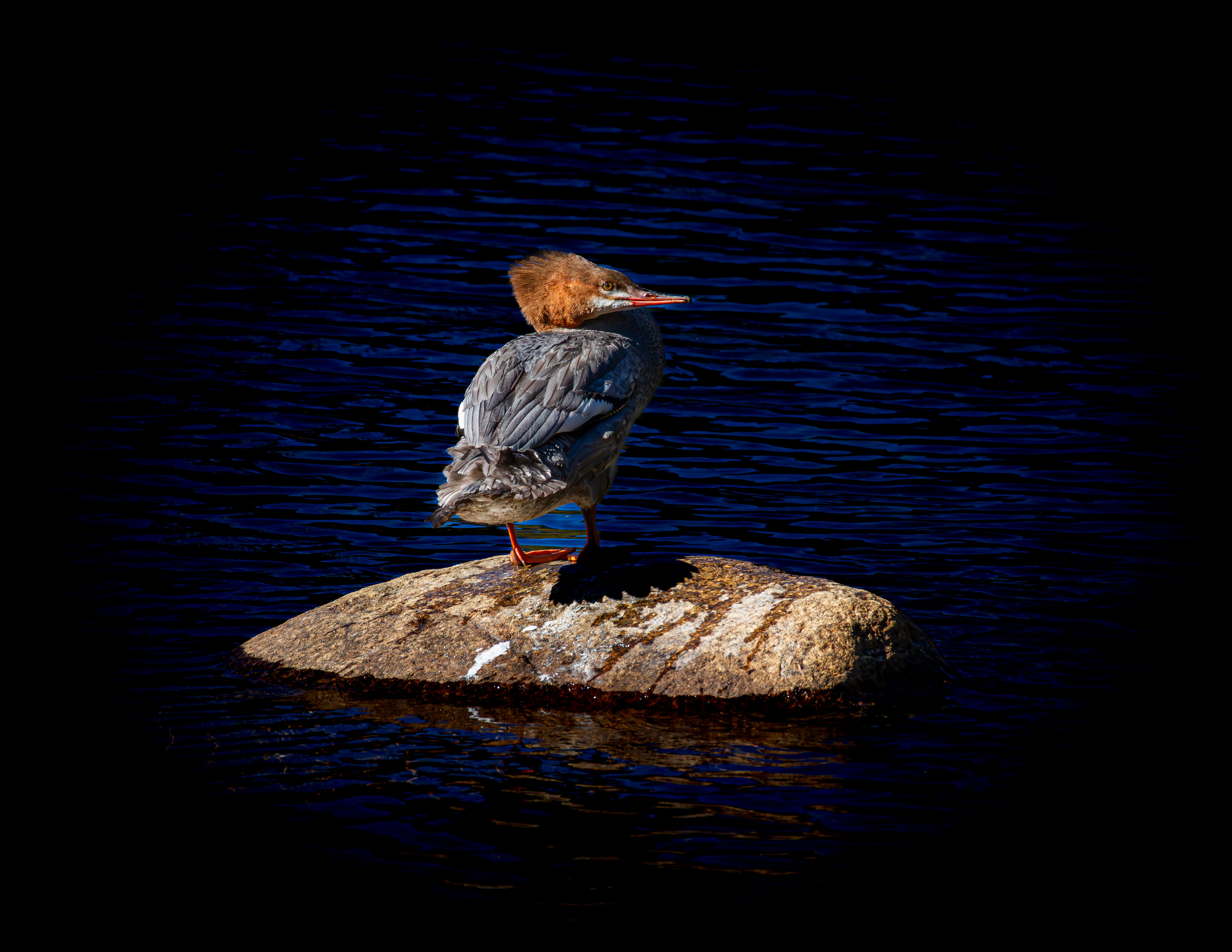 Merganser at Willey House No2