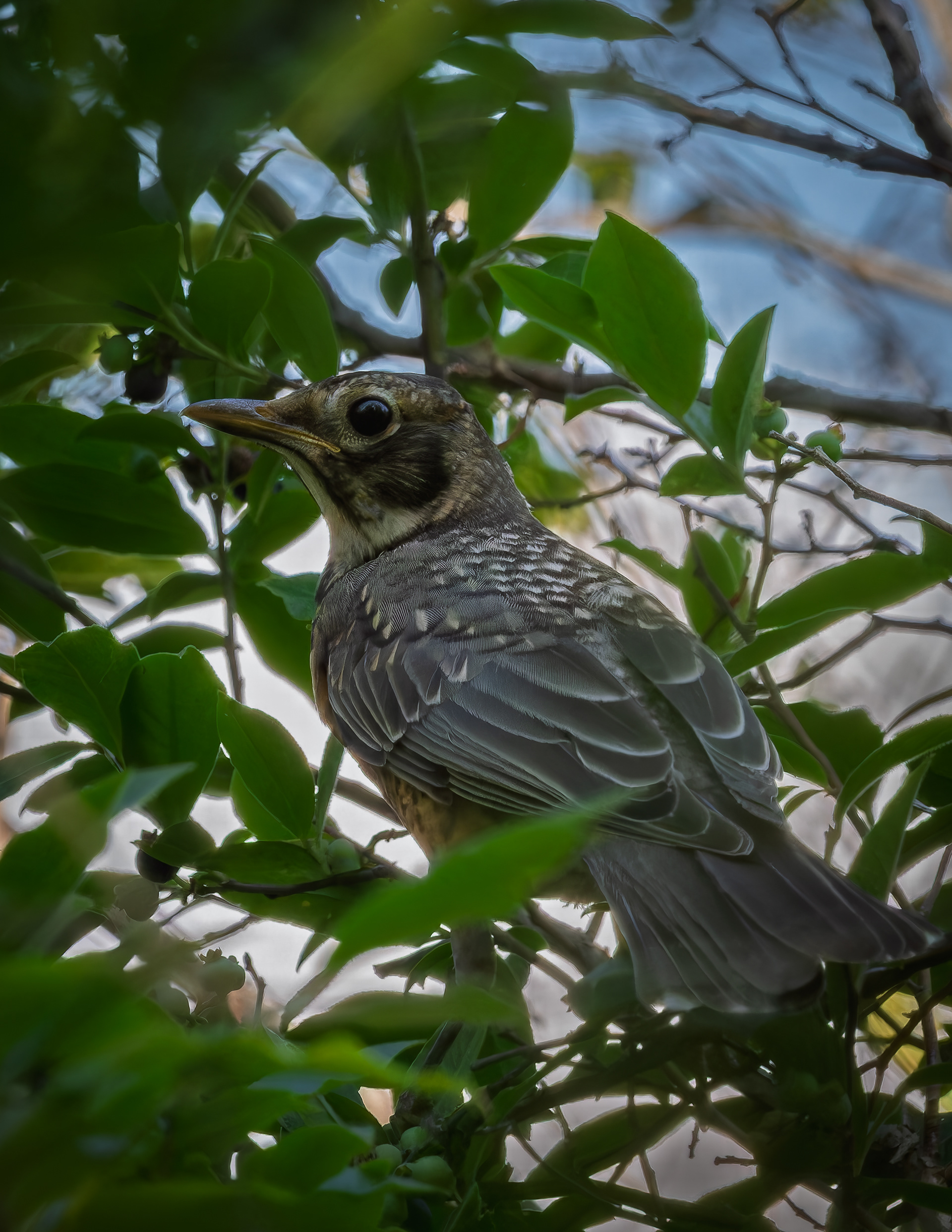Juvenile American Robine