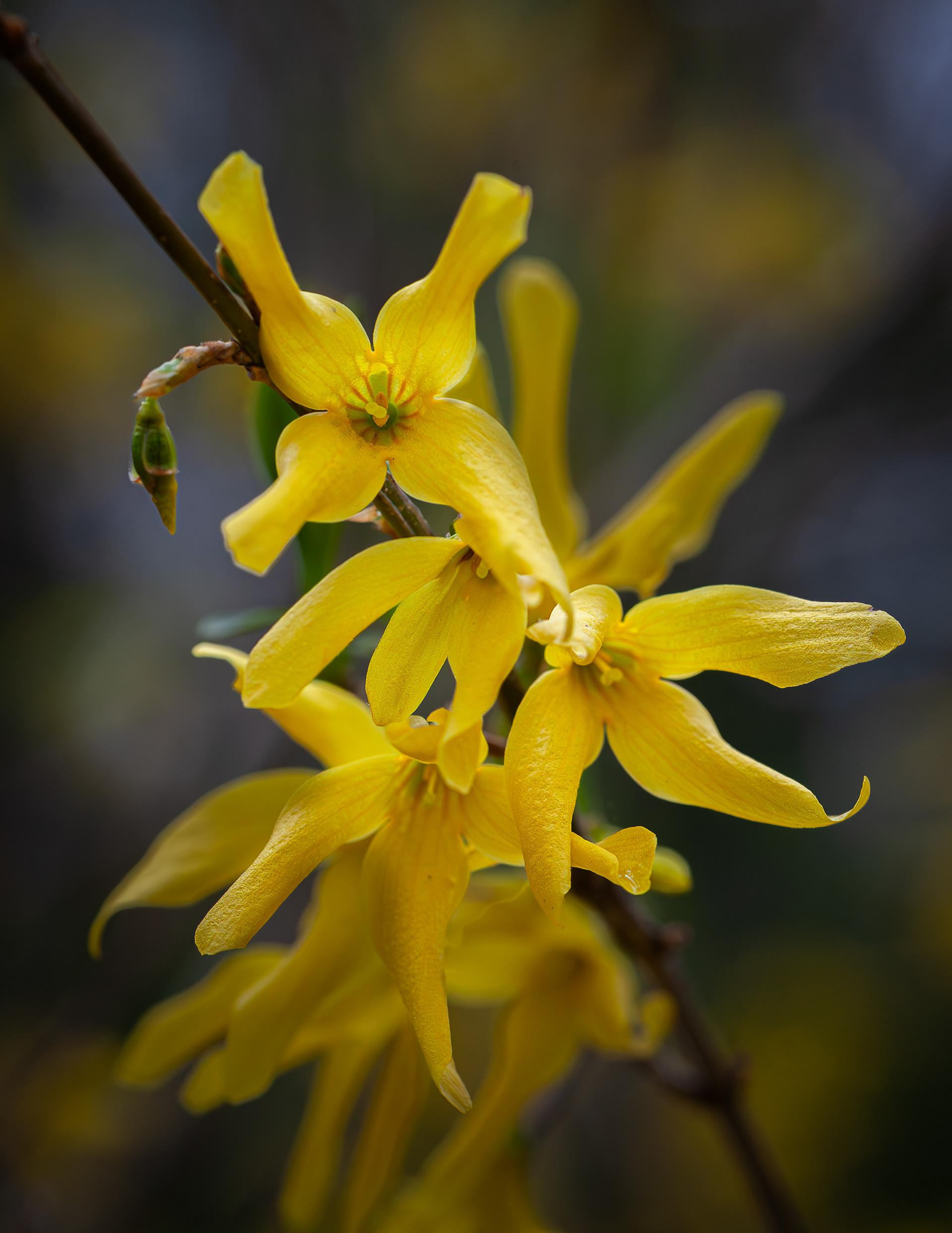 Forsythia