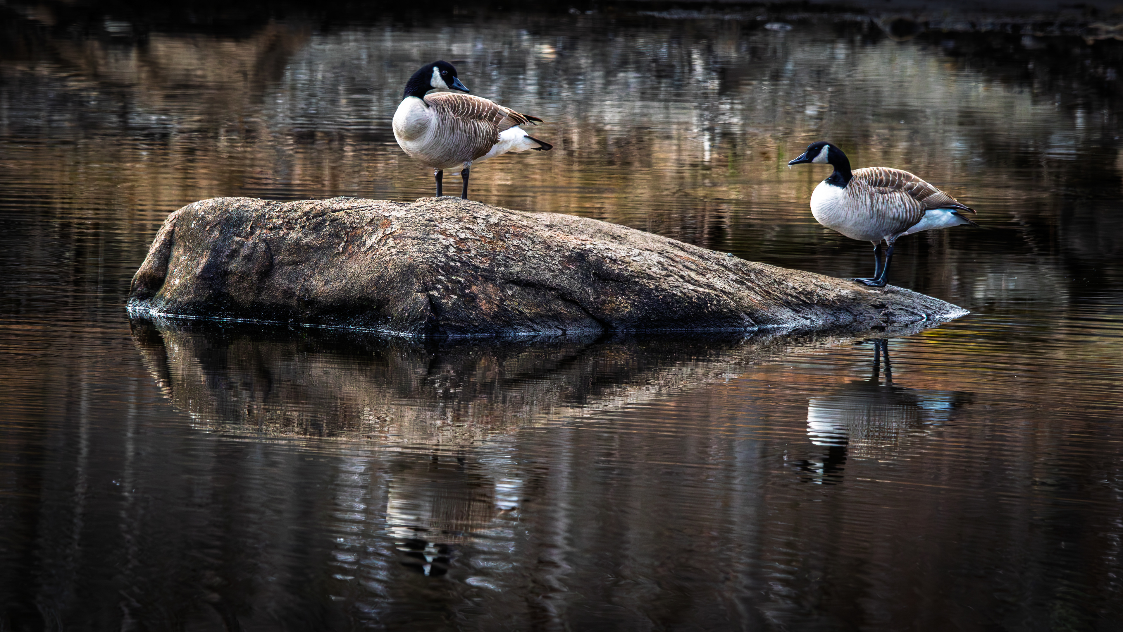 Canada Geese Pair - April 26, 2026
