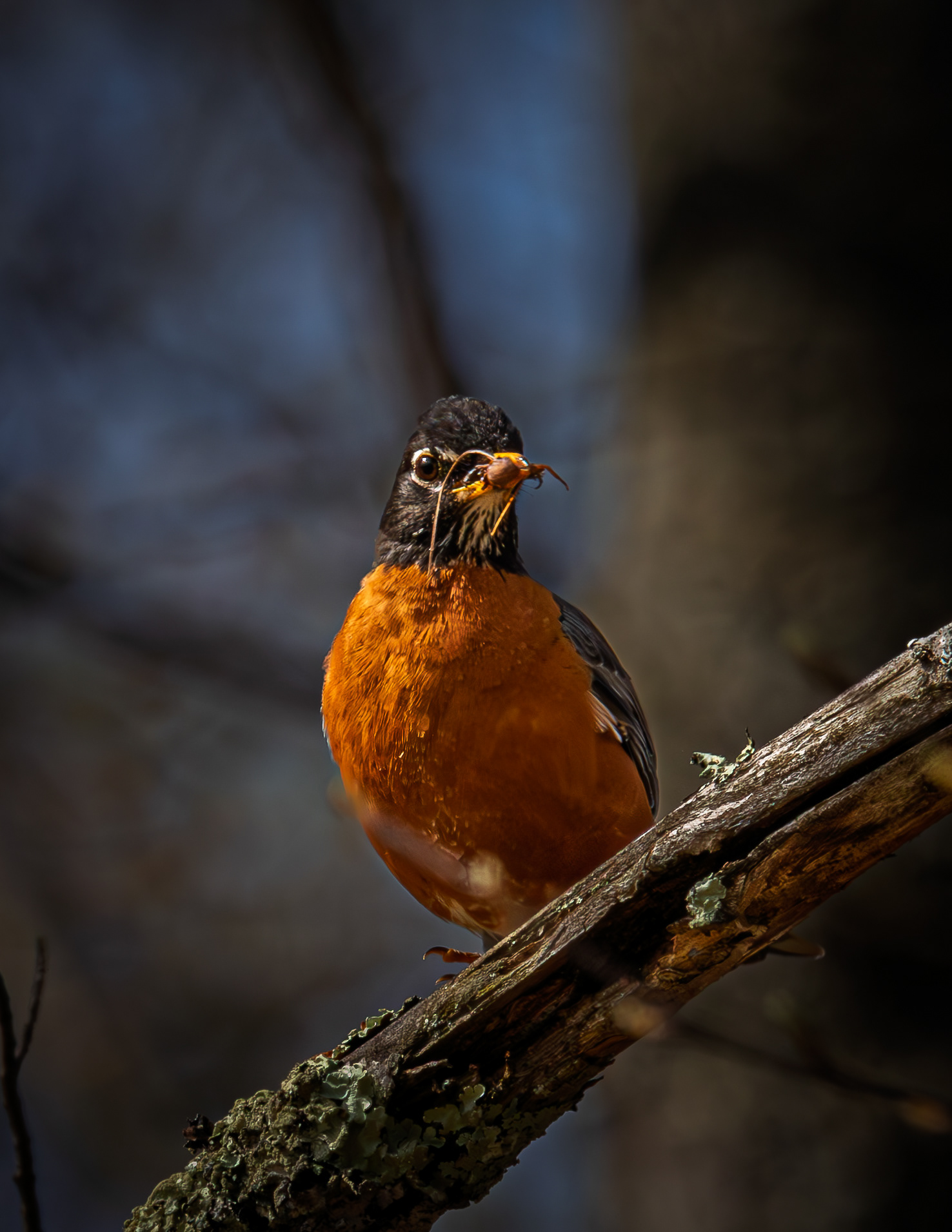 American Robin