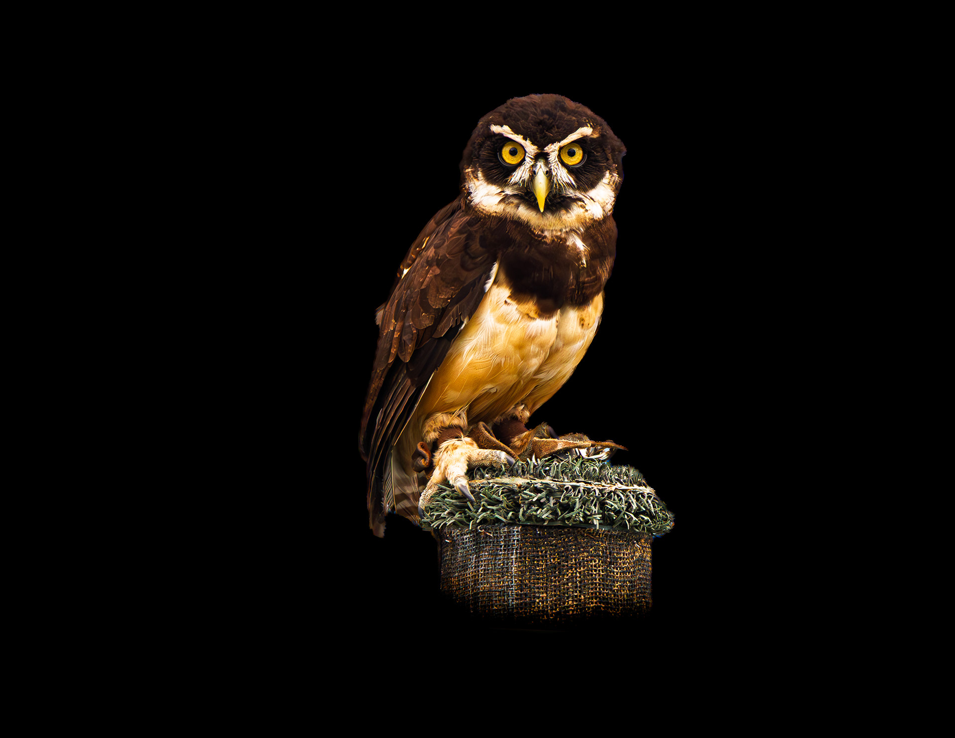Spectacled Owl No1