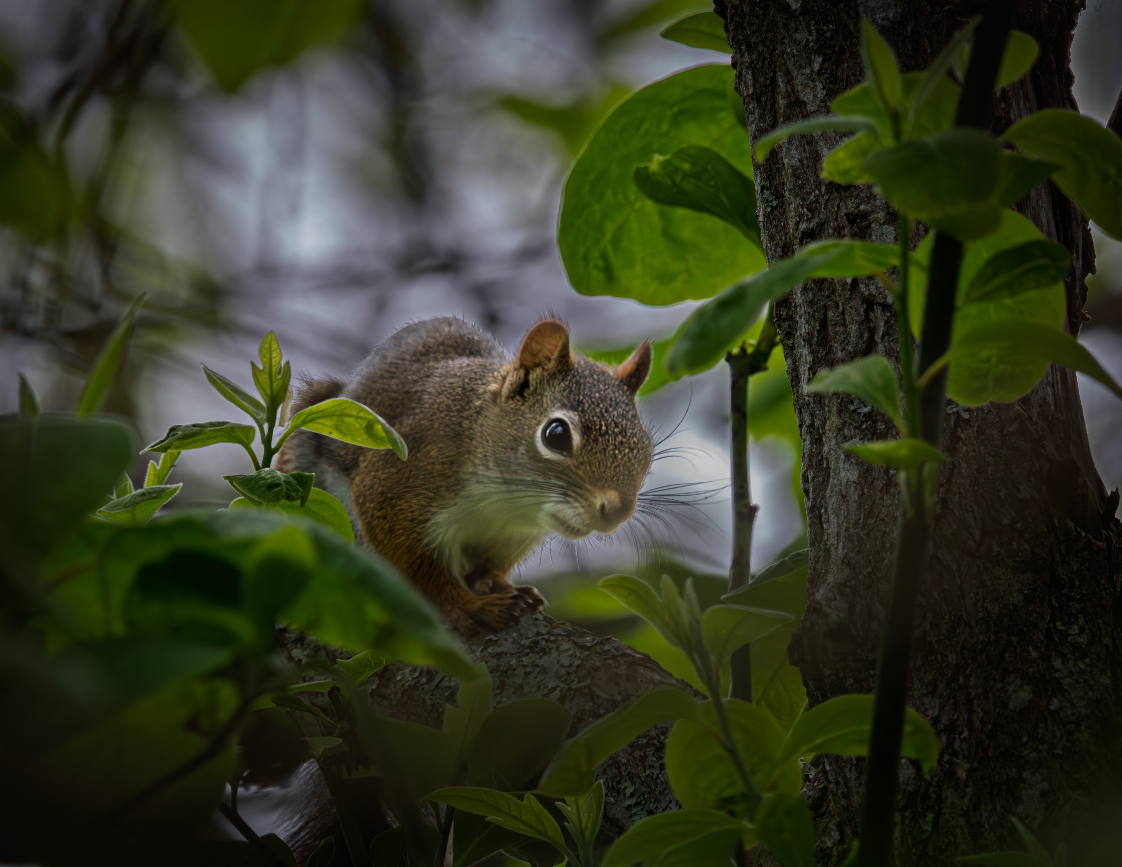 Red Squirrel - May 30, 2025
