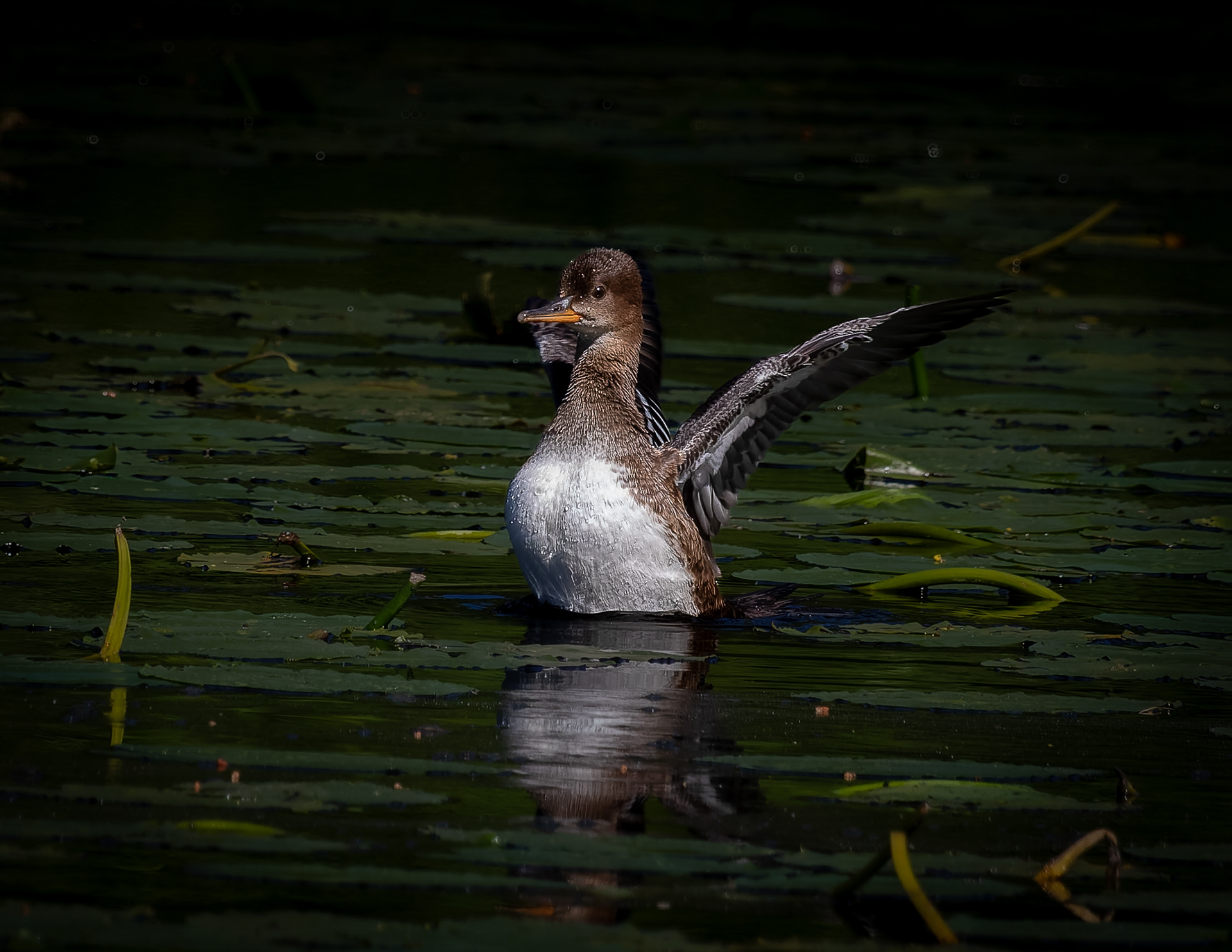 Hooded Merganser