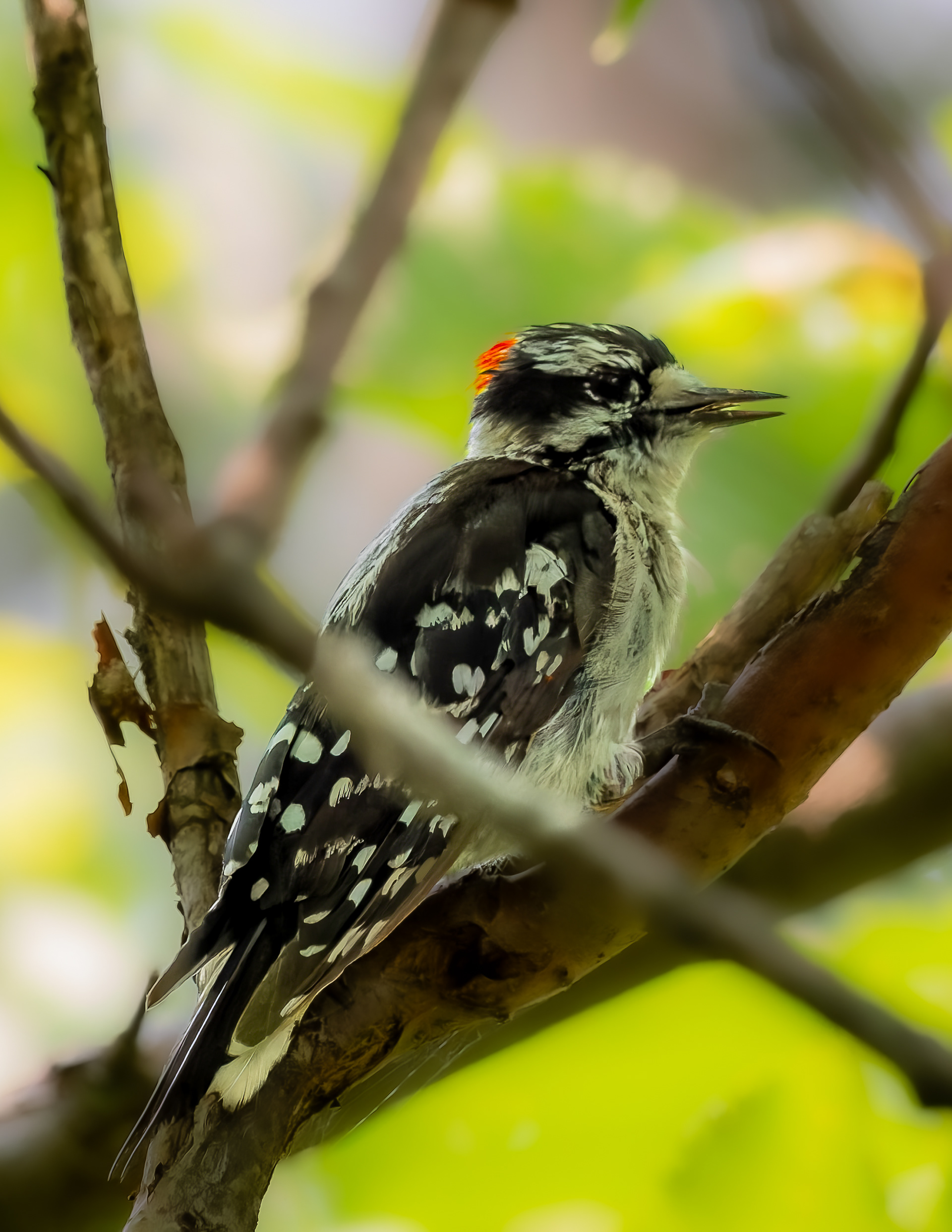 Male Downy Woodpecker - July 28, 2026