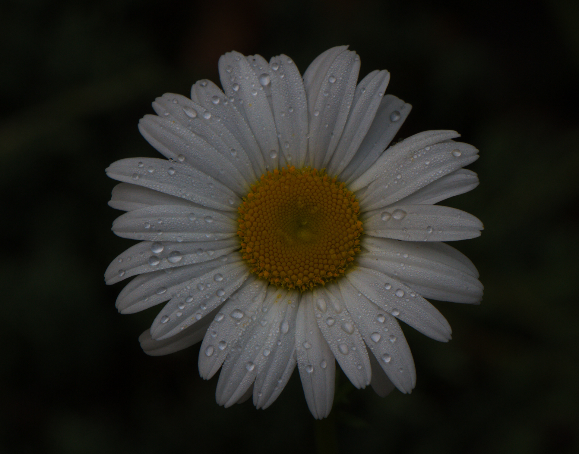 Wild Daisy