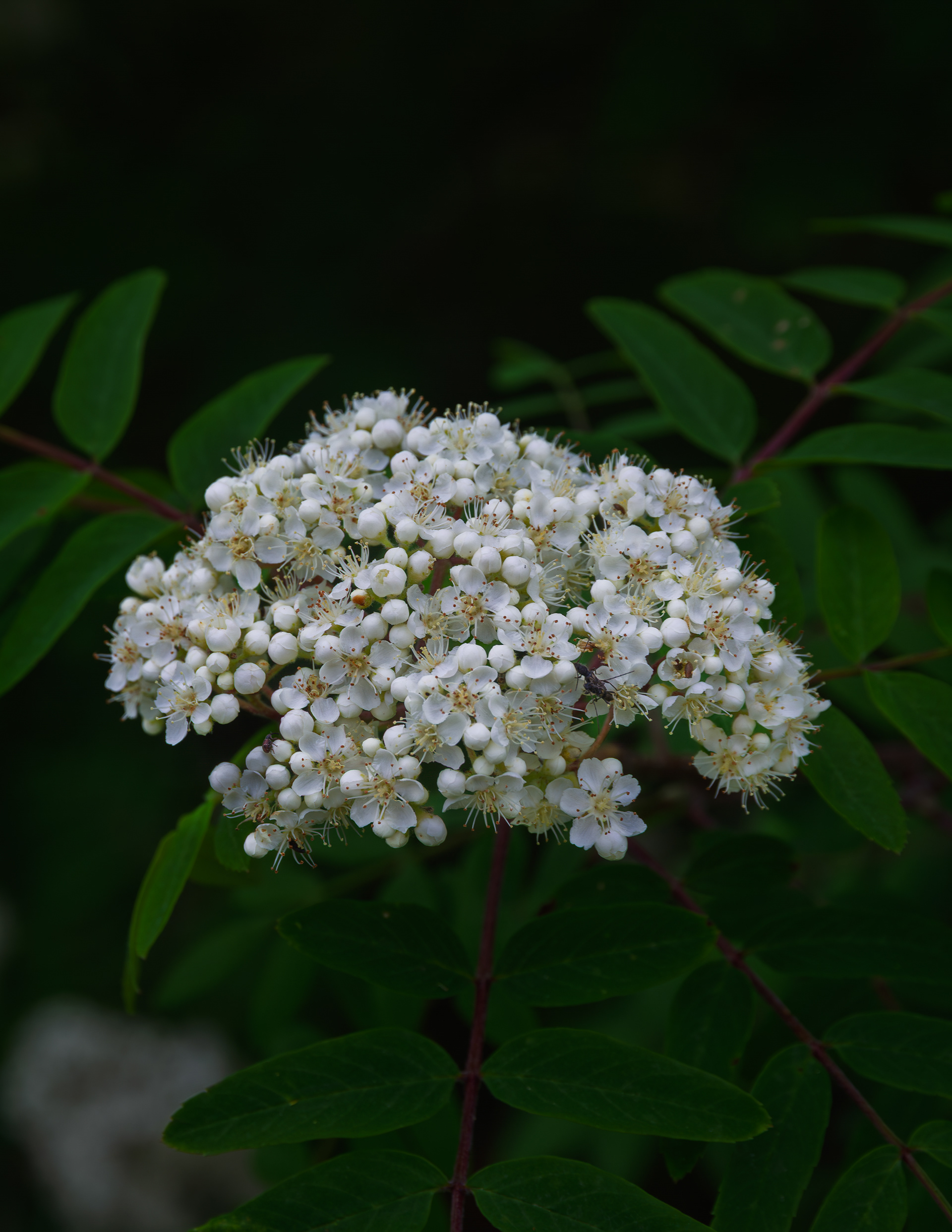 American Mountain Ash