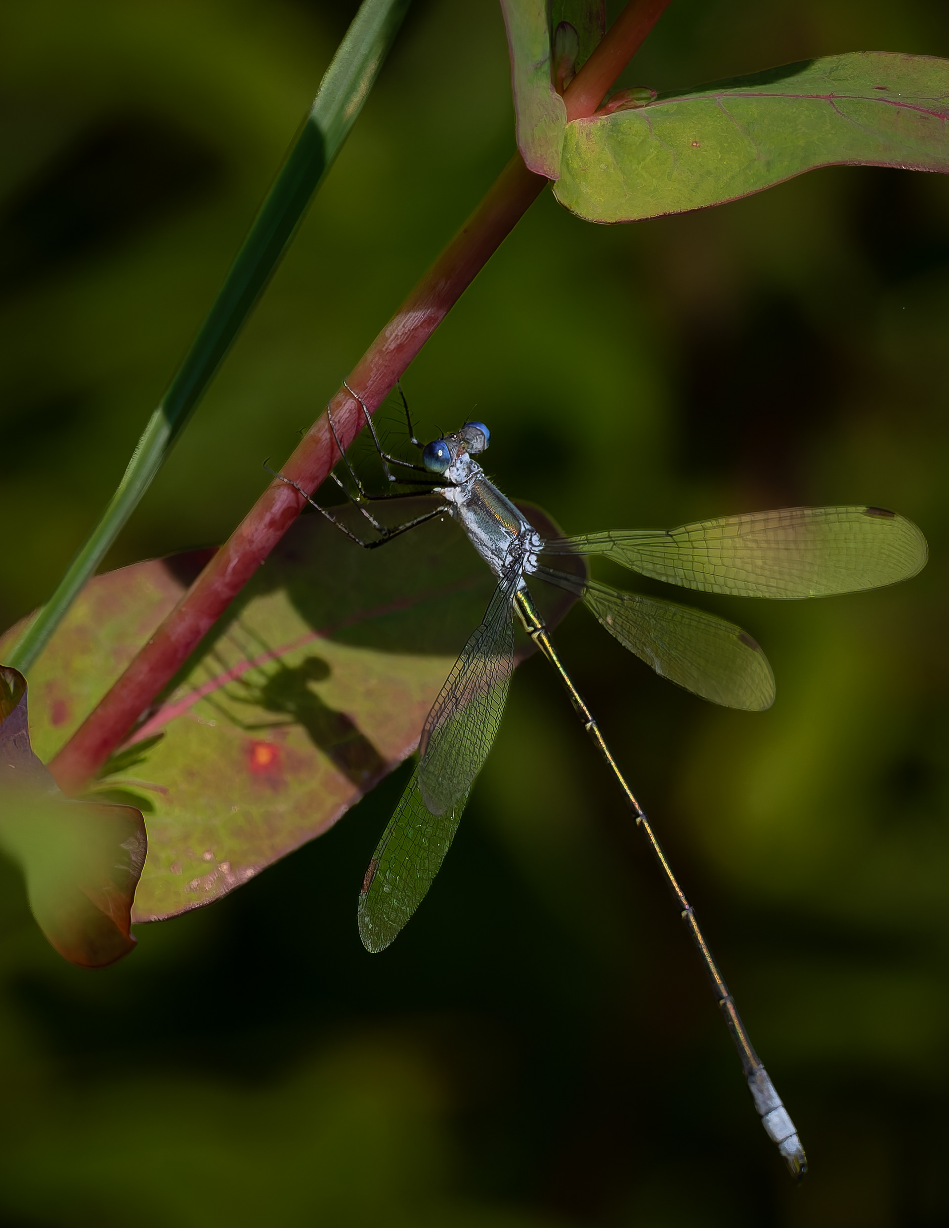 Damselfly