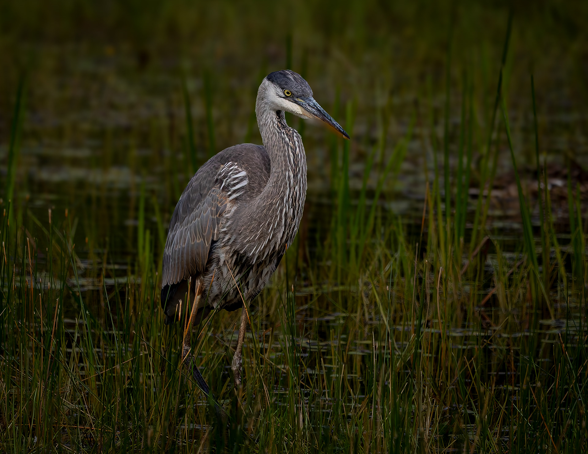 Great Blue Heron No5