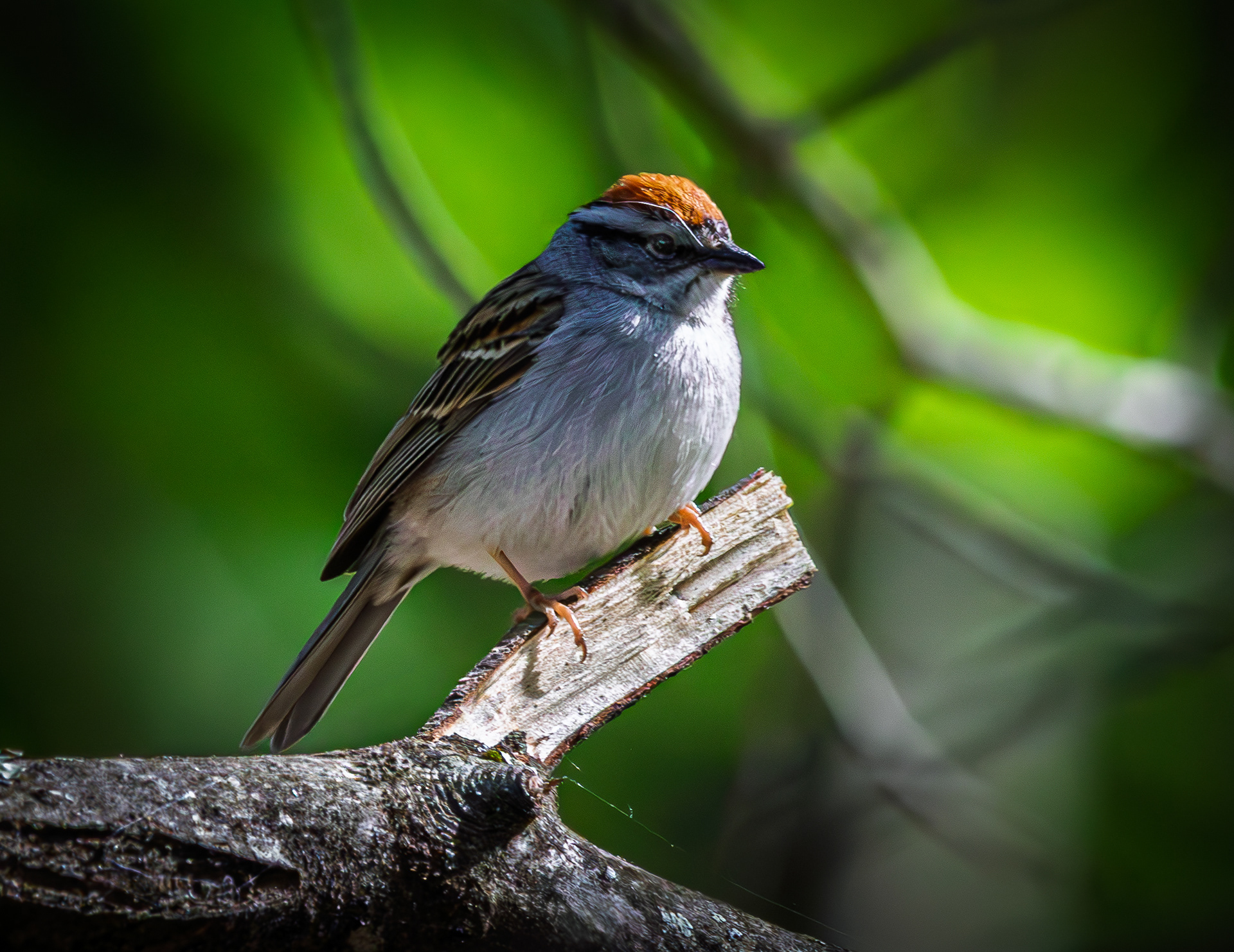 Chipping Sparrow