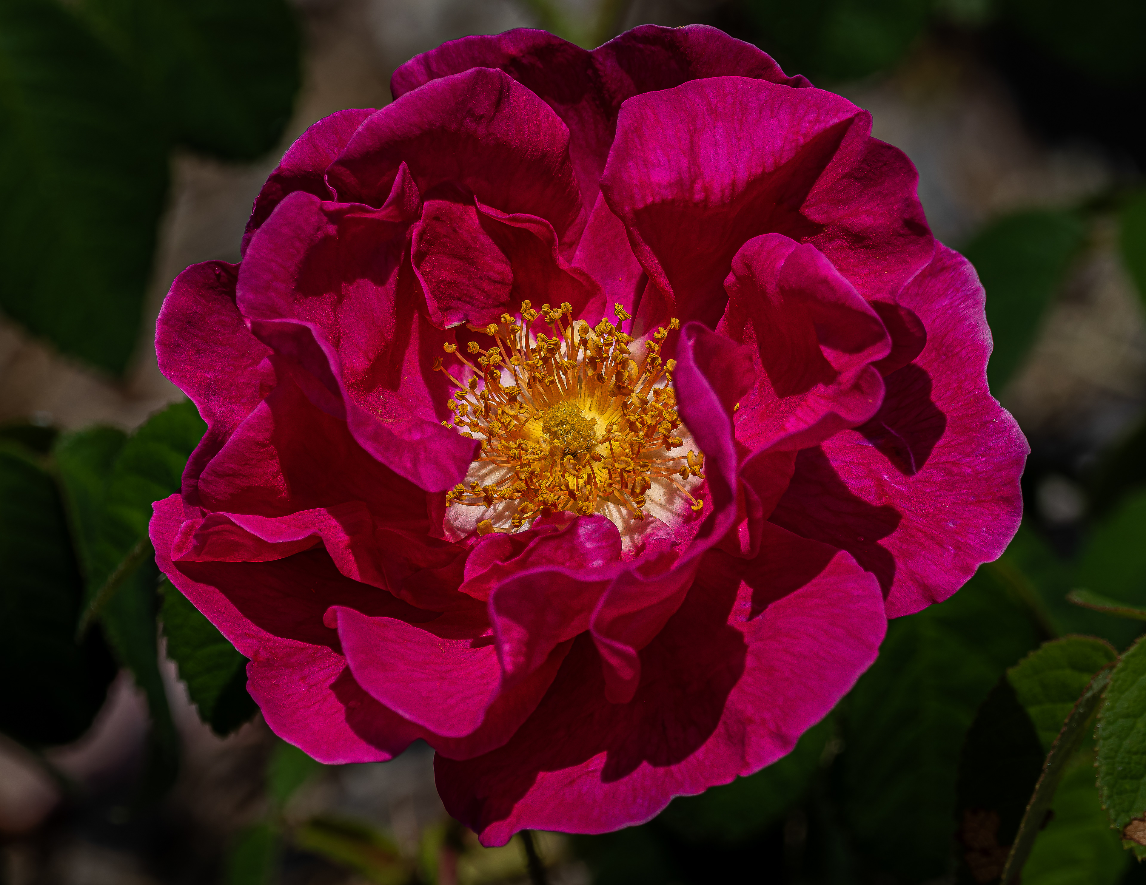 Rose in Garden