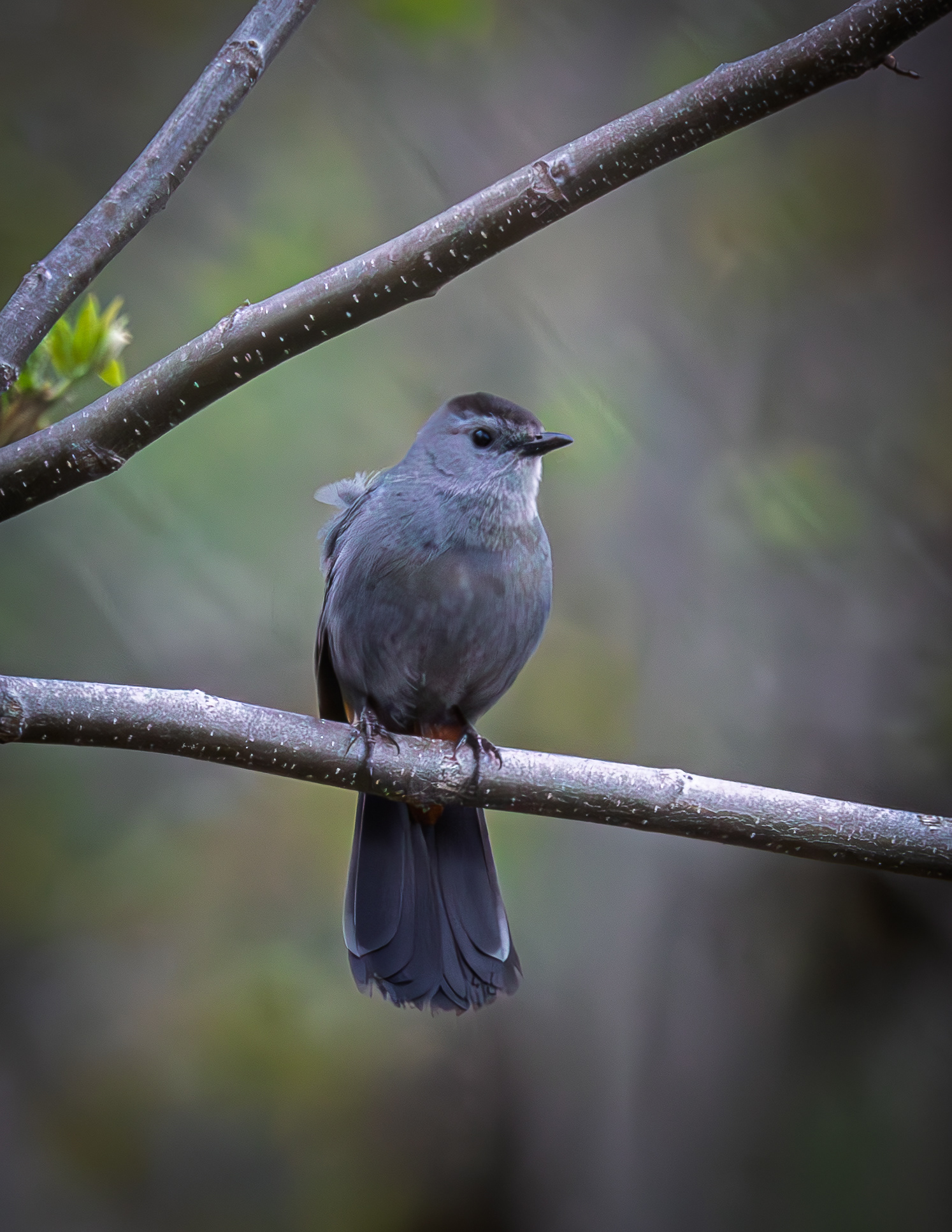 Catbird No2
