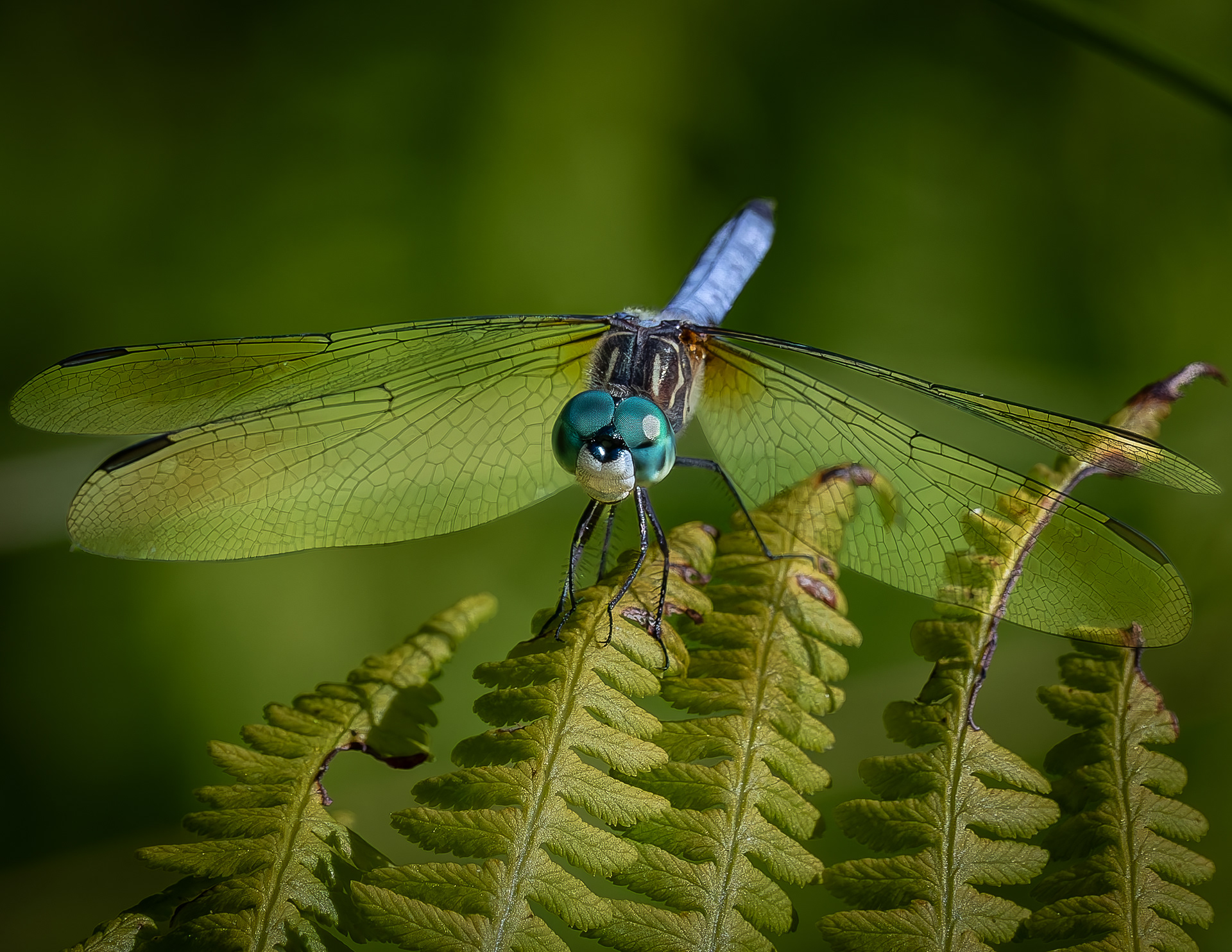 Dragonfly No3