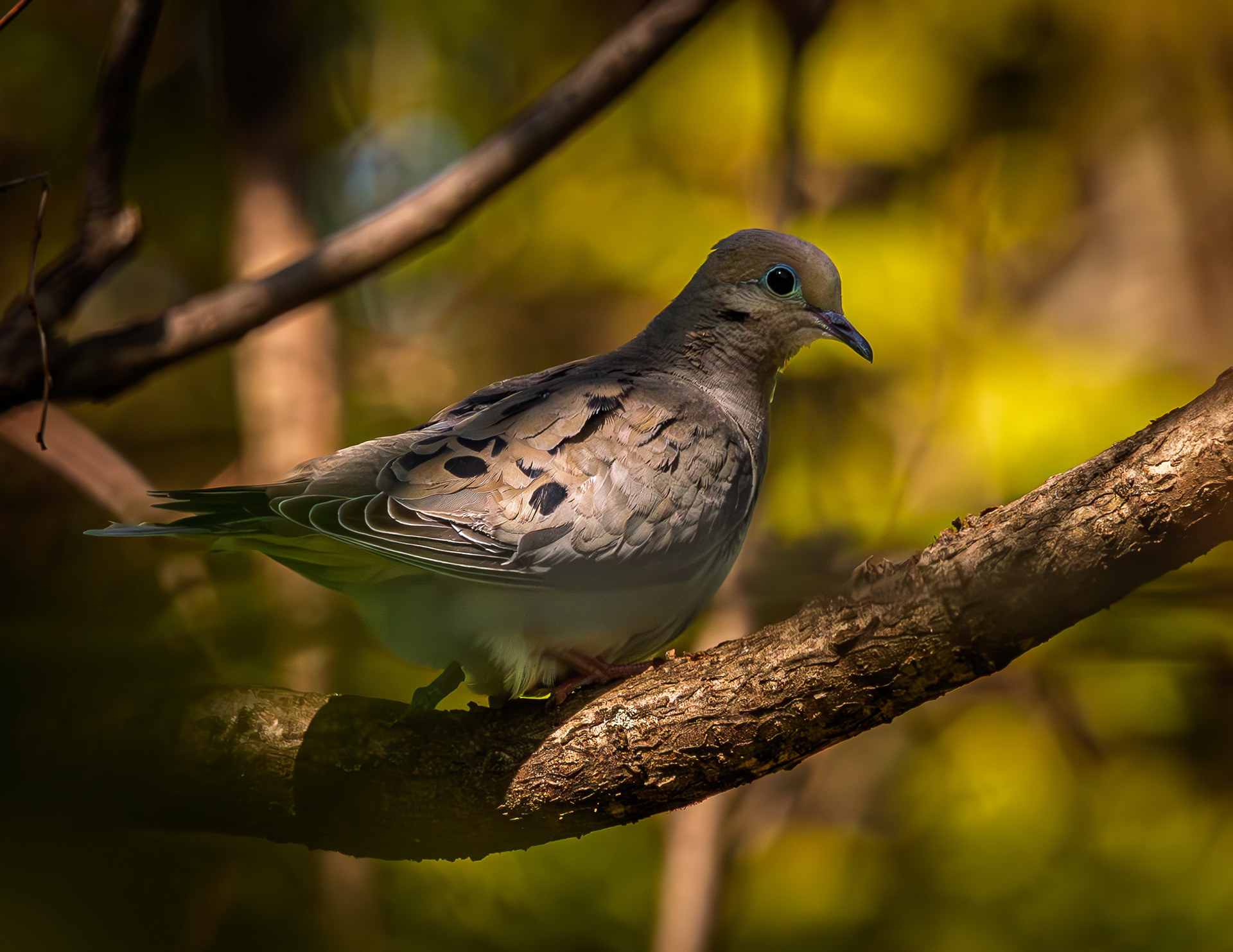 Mourning Dove - May 26, 2026