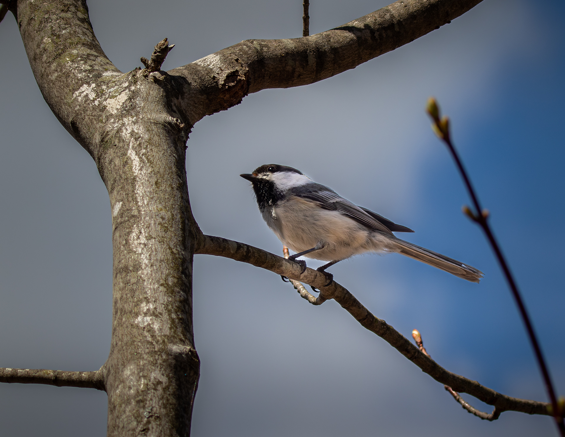 Black-capped Chickadee No3
