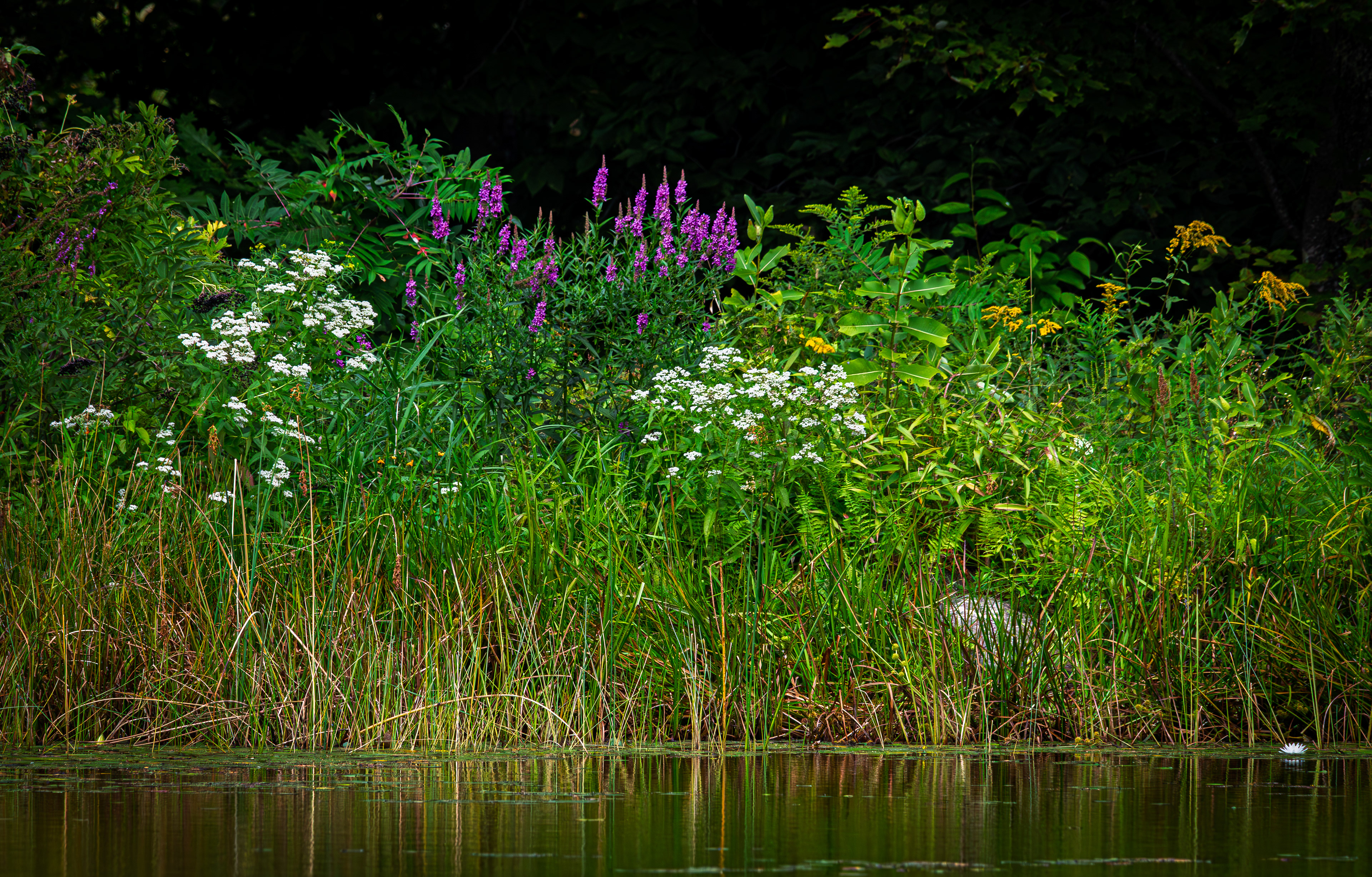 Wildflowers at CSV No2