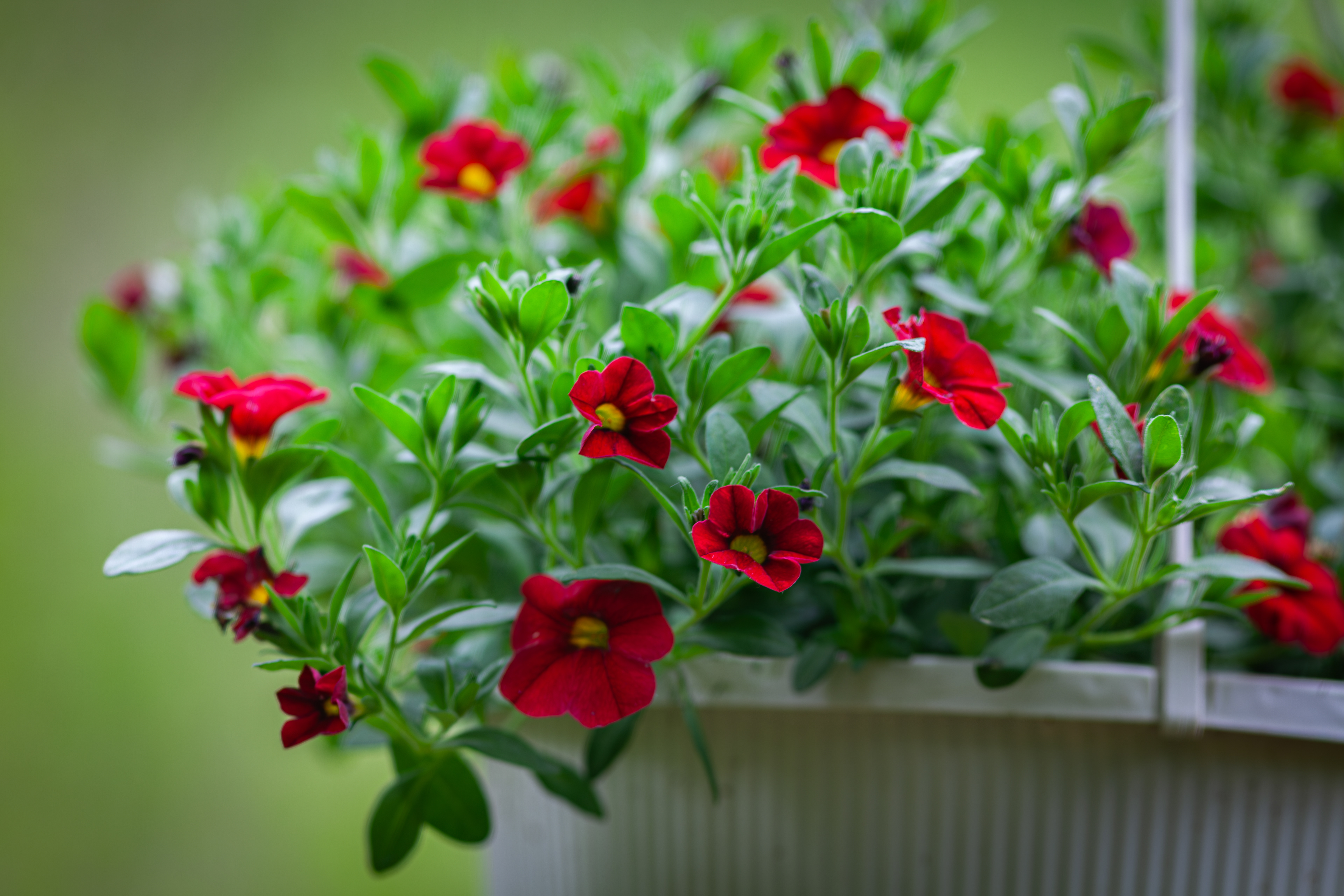 Red Calibrachoa