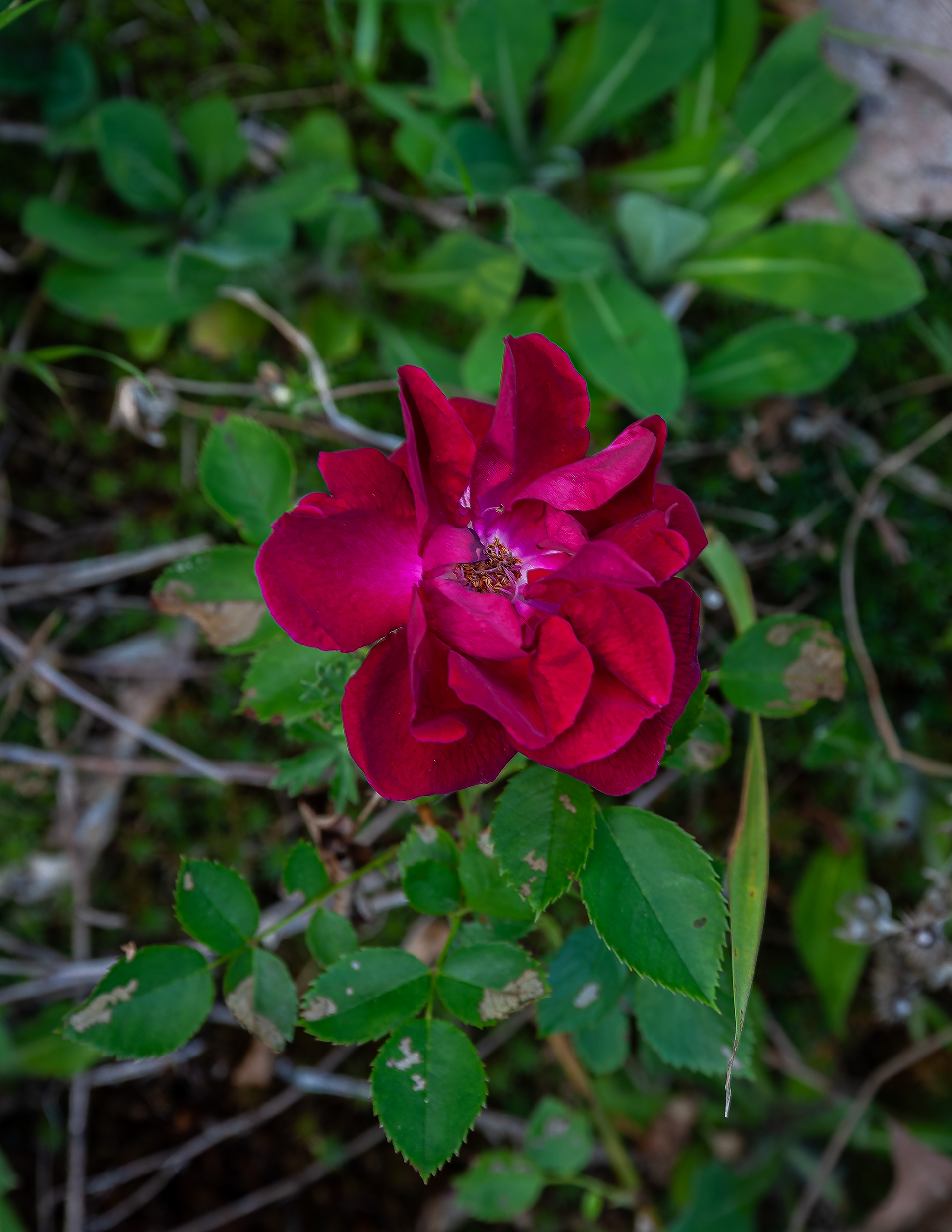 Rose