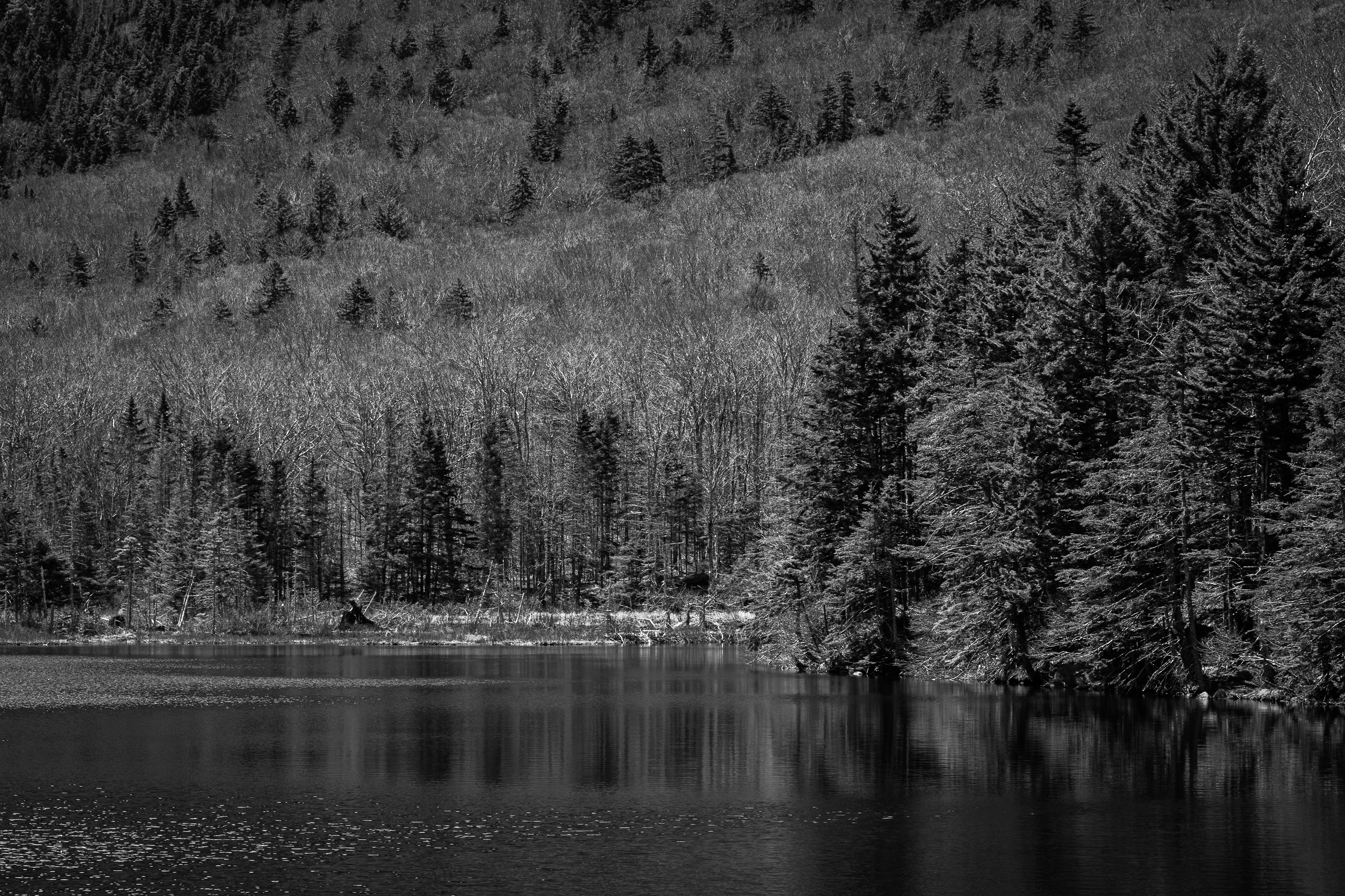 Beaver Pond No3