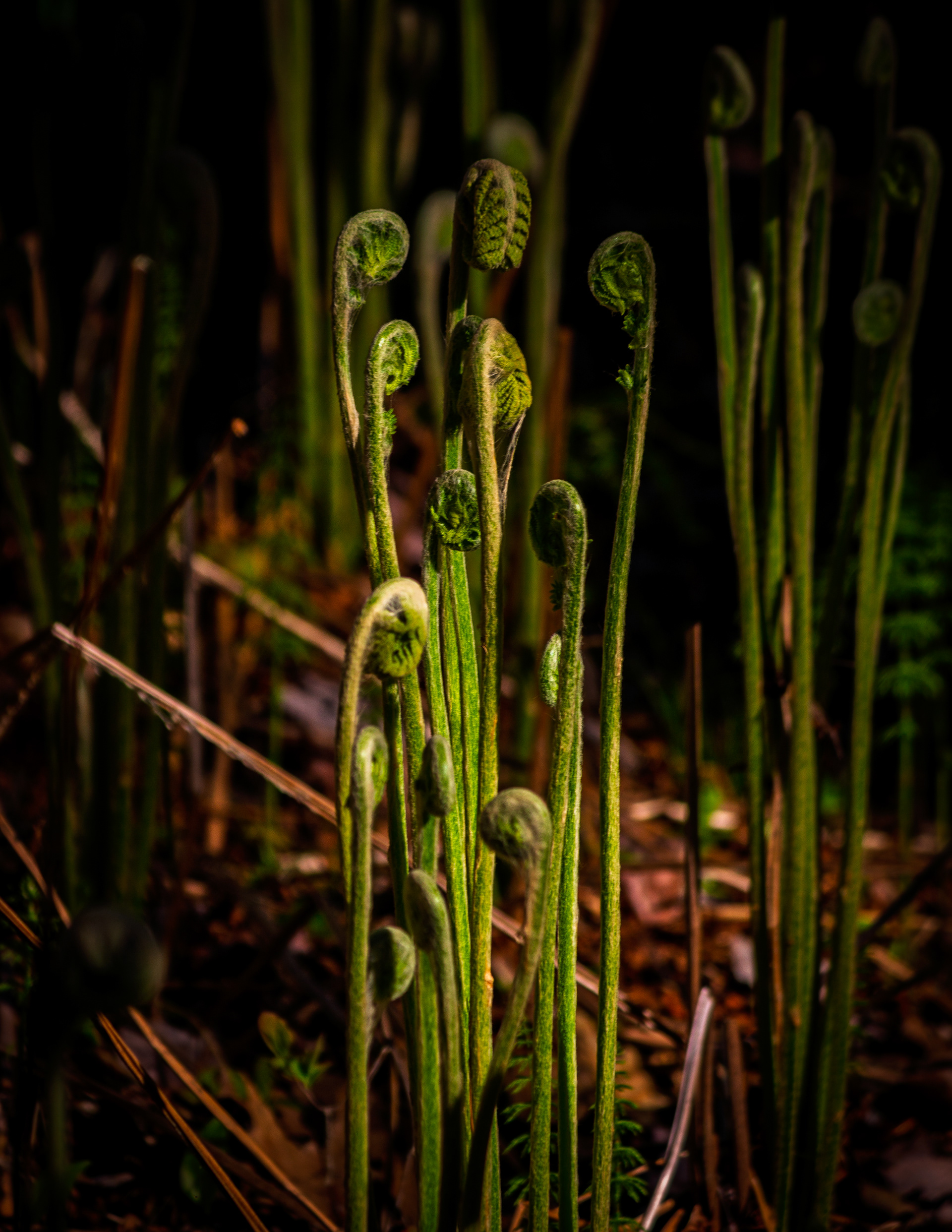 Ferns in Color Along Laverack Trail