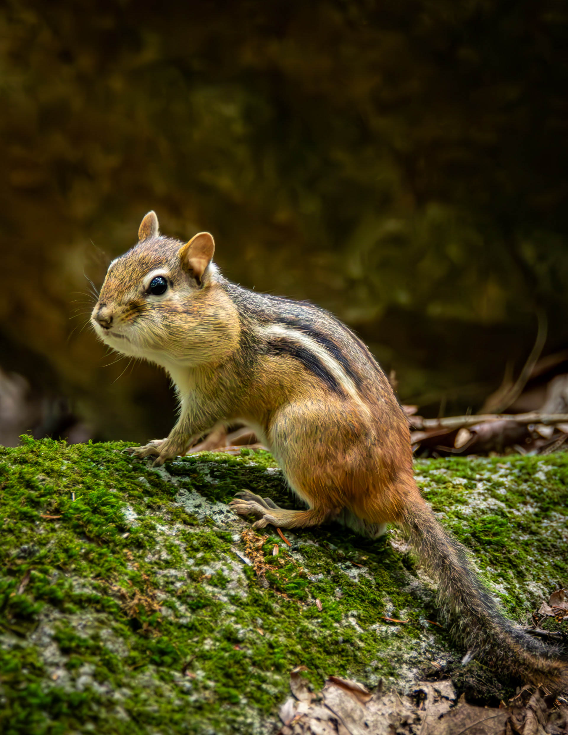 Chipmunk at the Loon Center