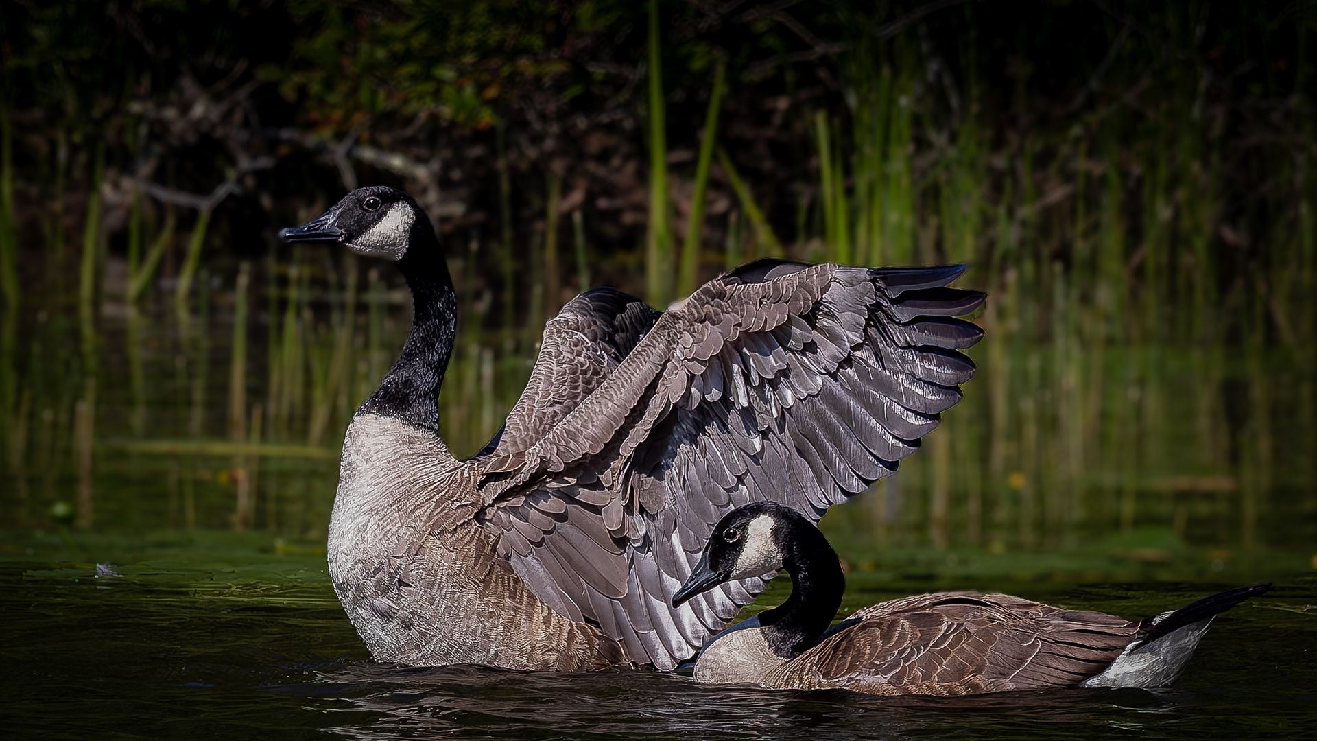 Canada Geese