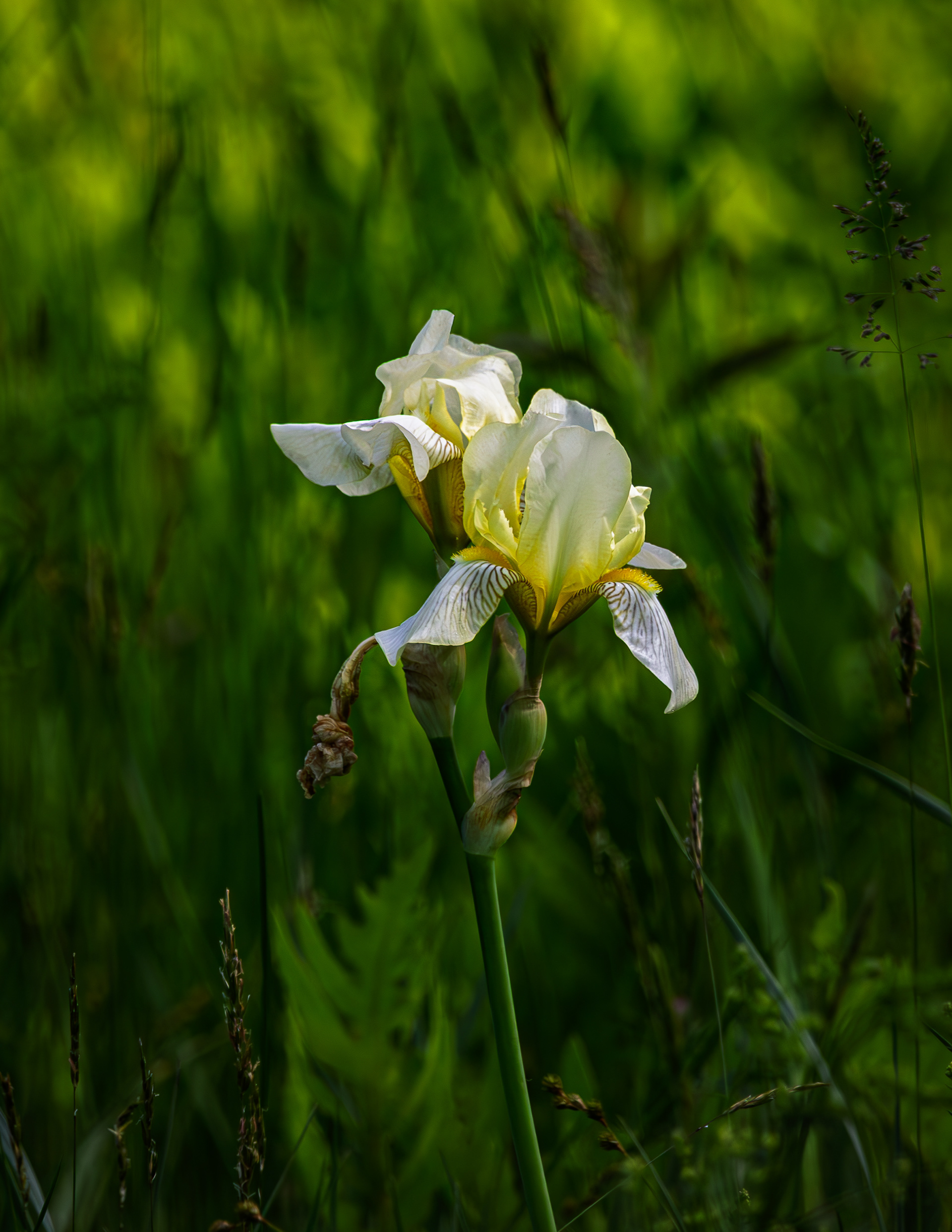 White Iris Growing Wild