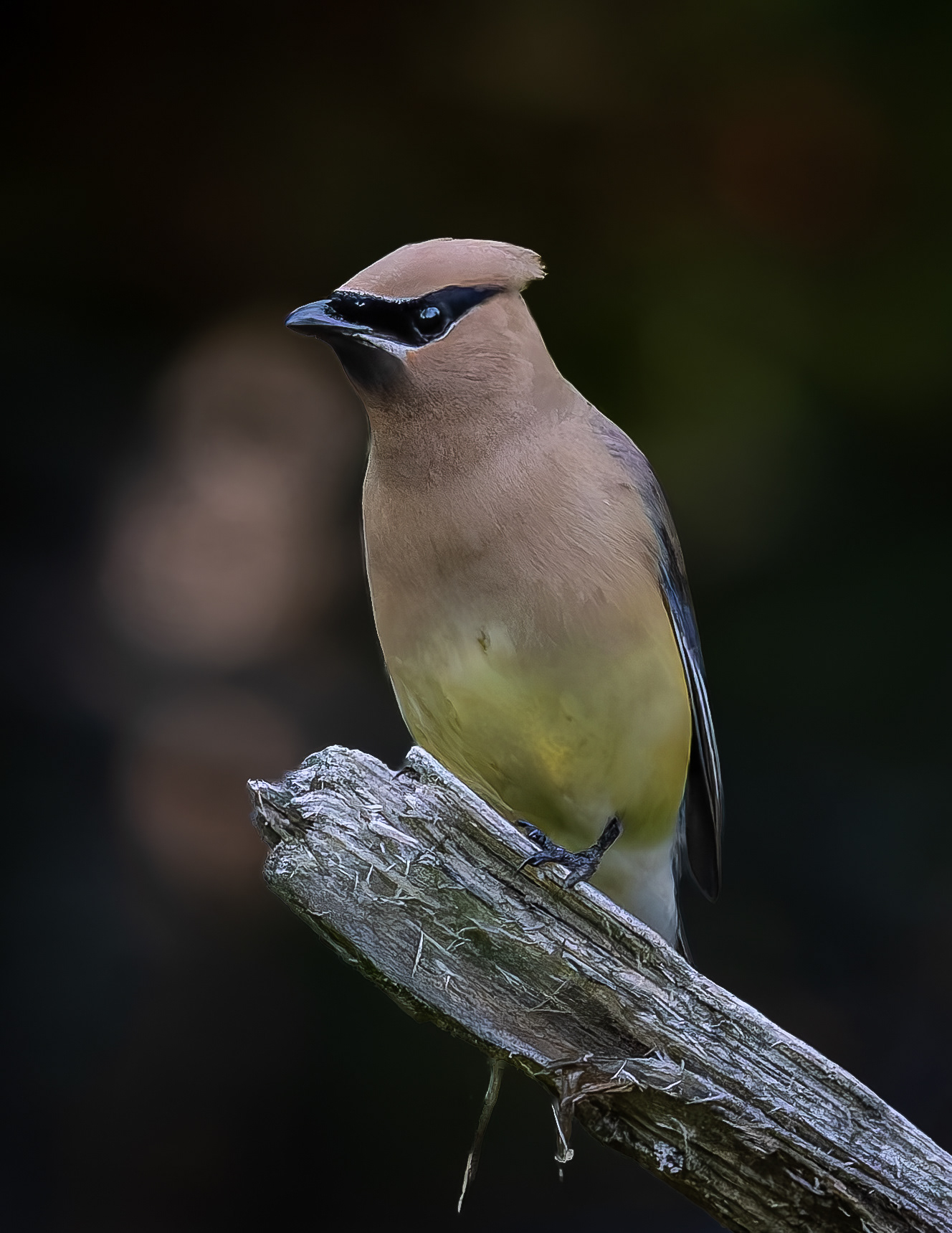 Cedar Waxwing No3