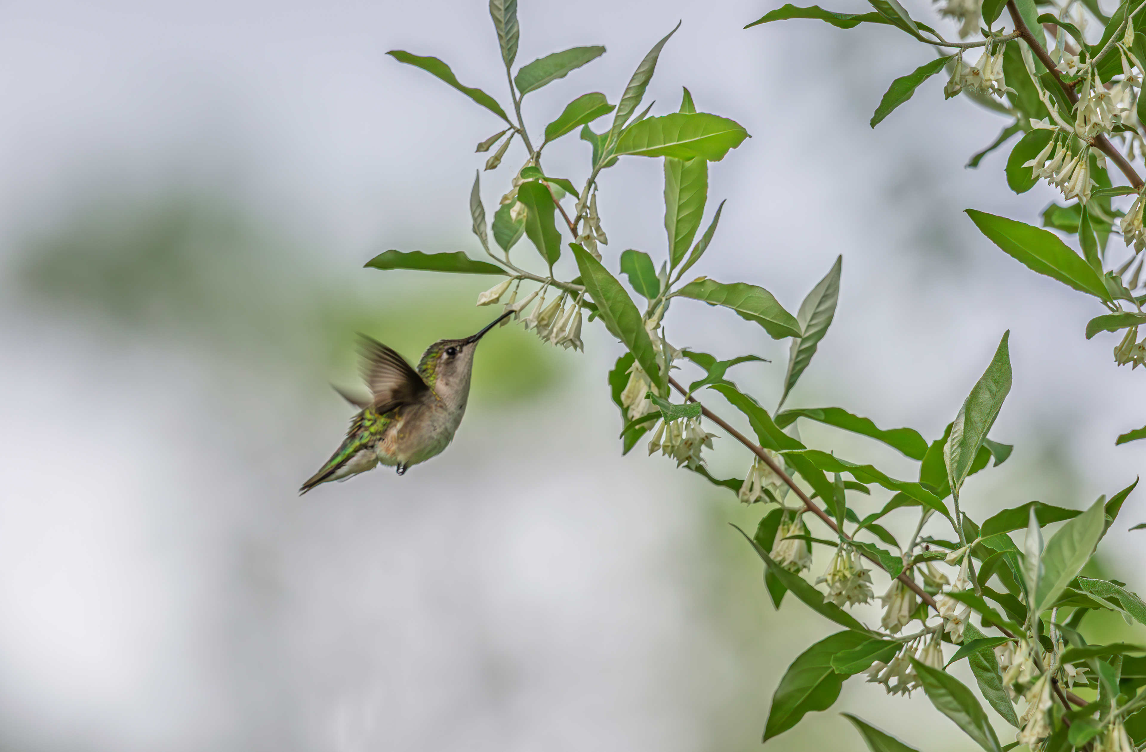 Female Ruby-throated Hummingbird