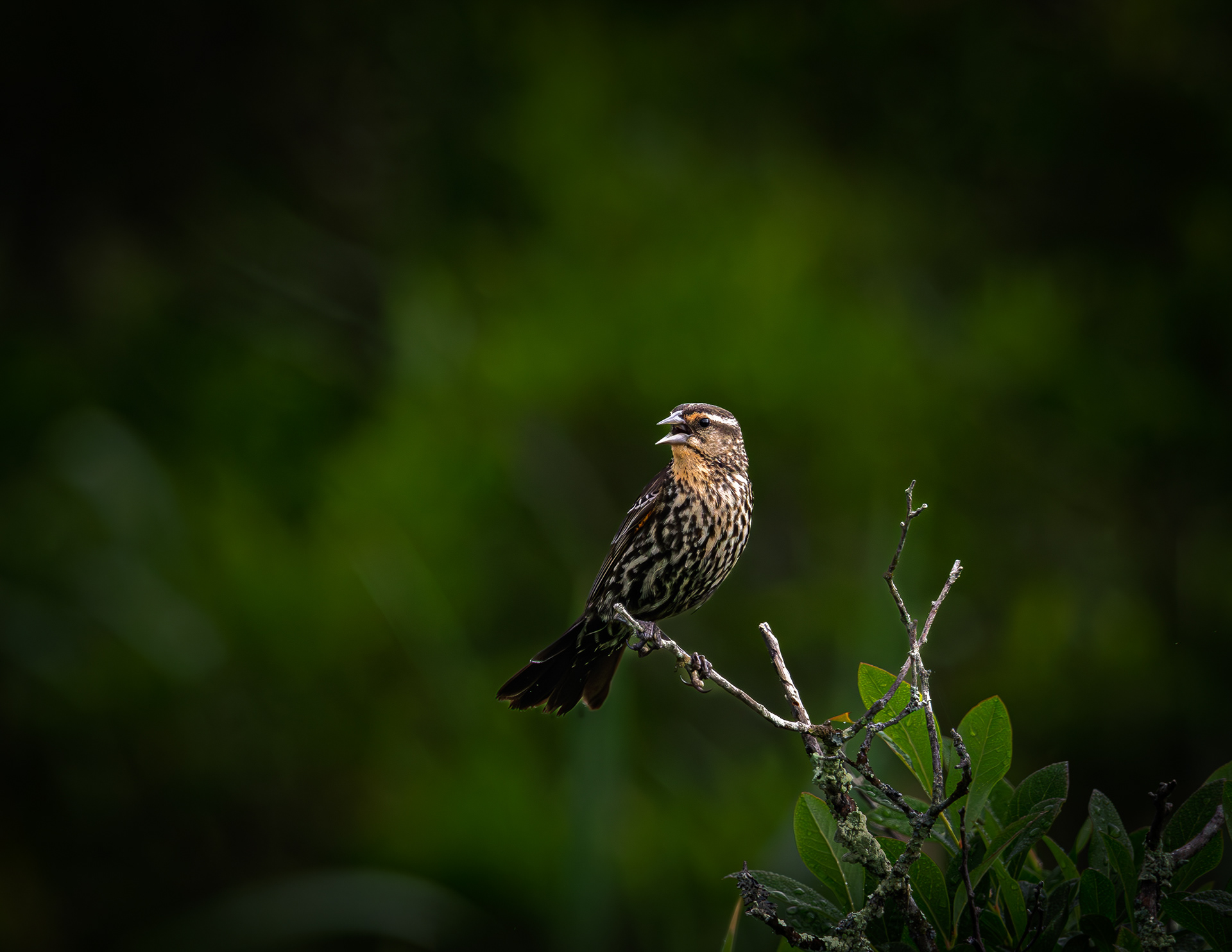 Female Red-winged Blackbird No5