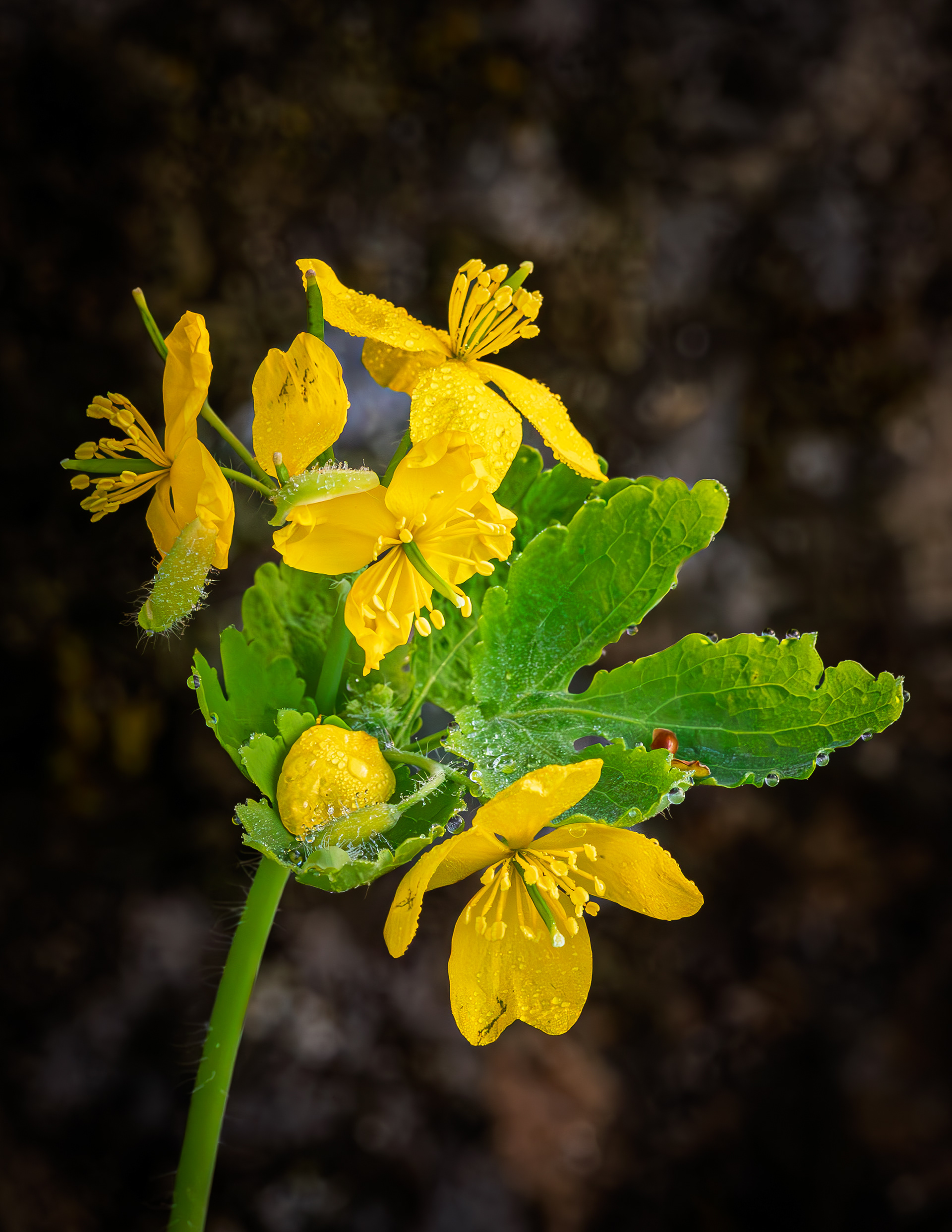 Lesser Celandine