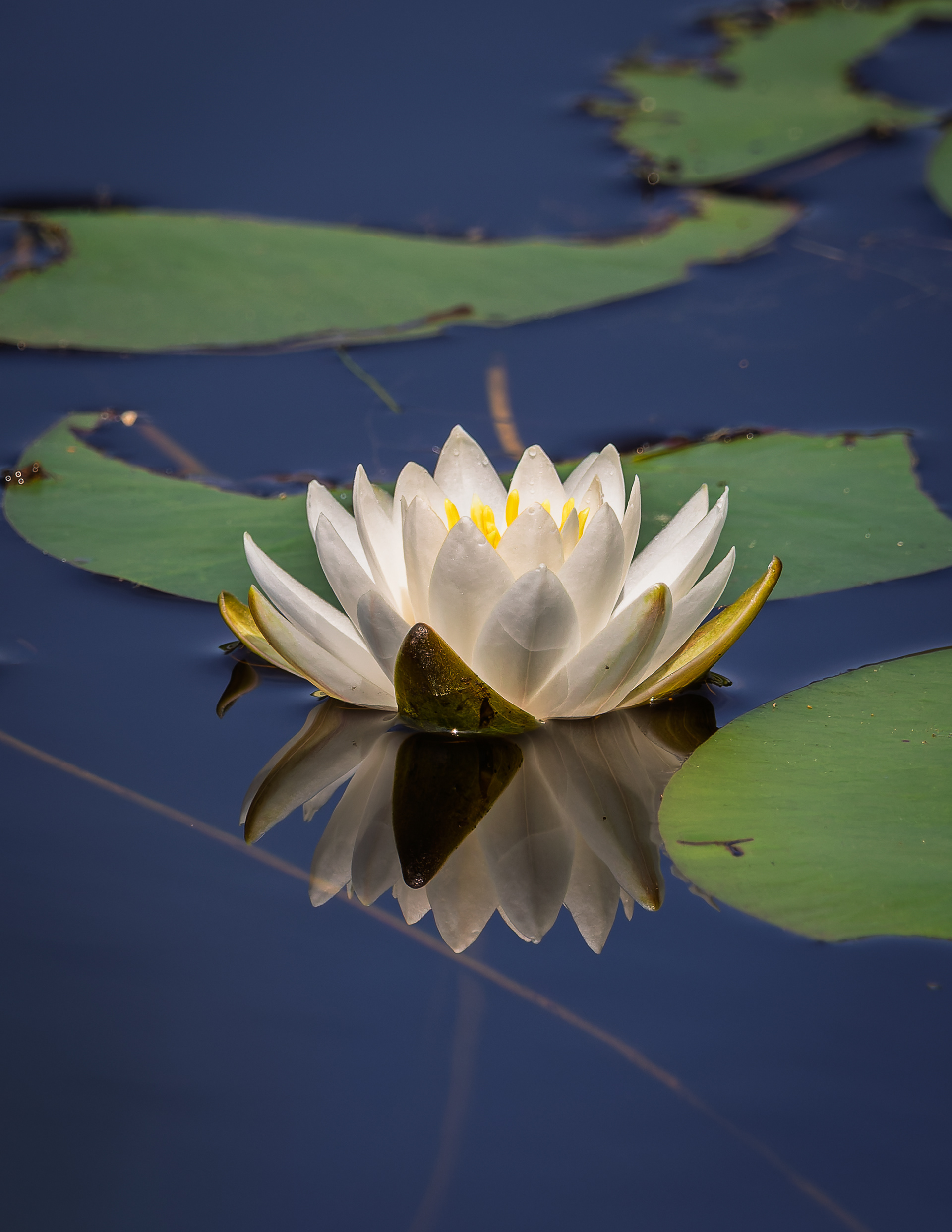 Water Lily in Color